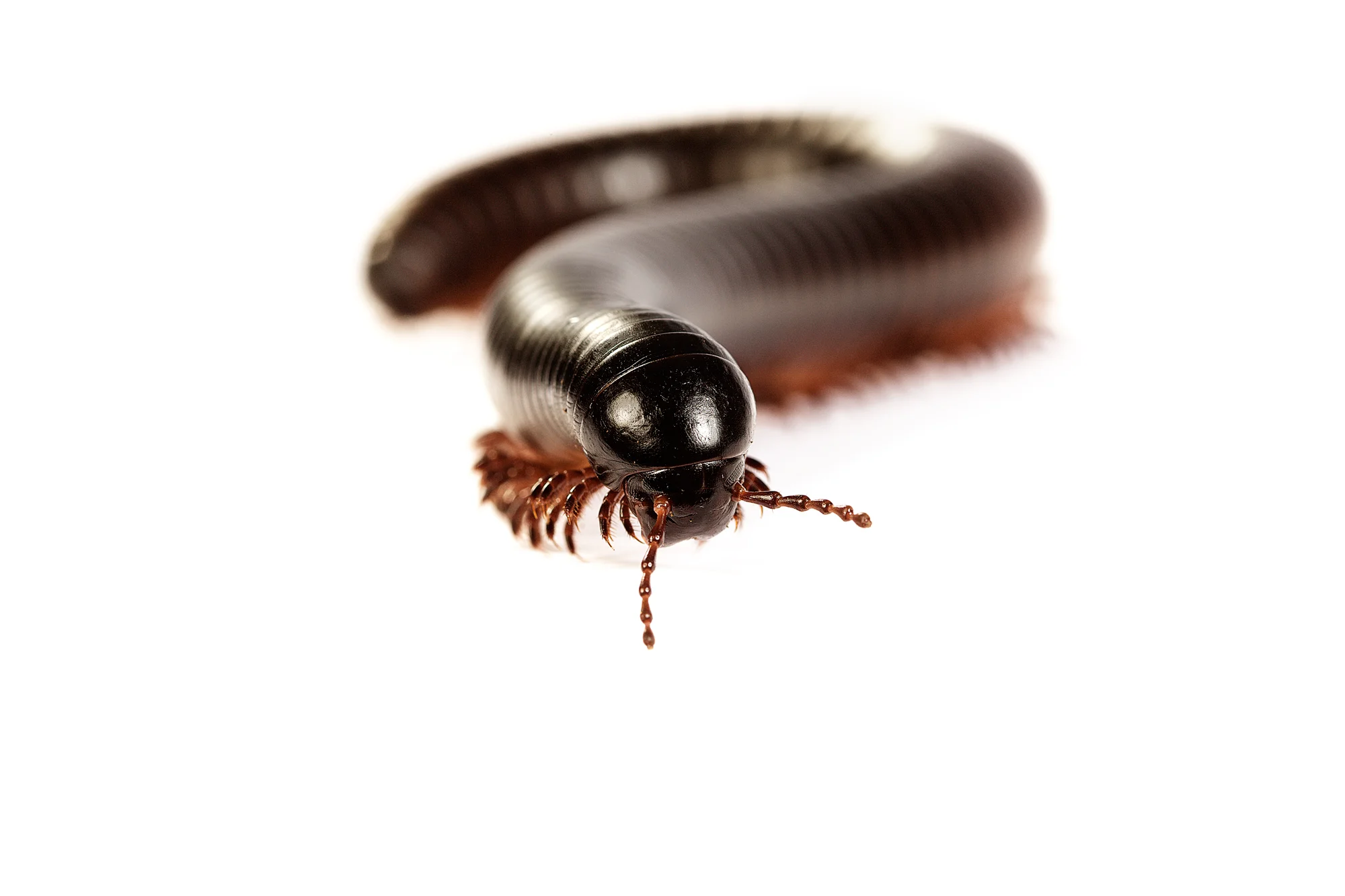 Animal Photo Madagascar Giant Millipede