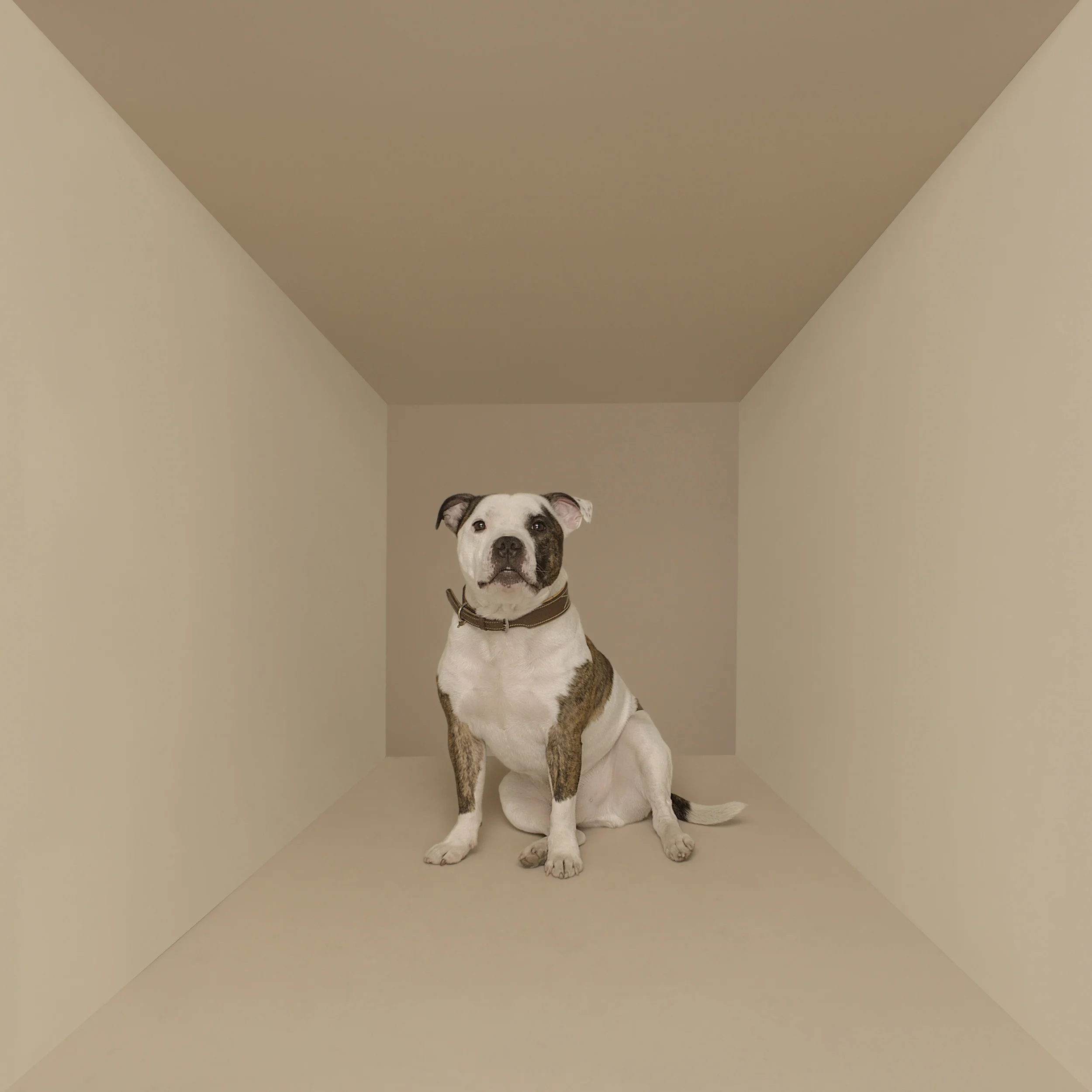 Animal Photo Dog In Box Staffie