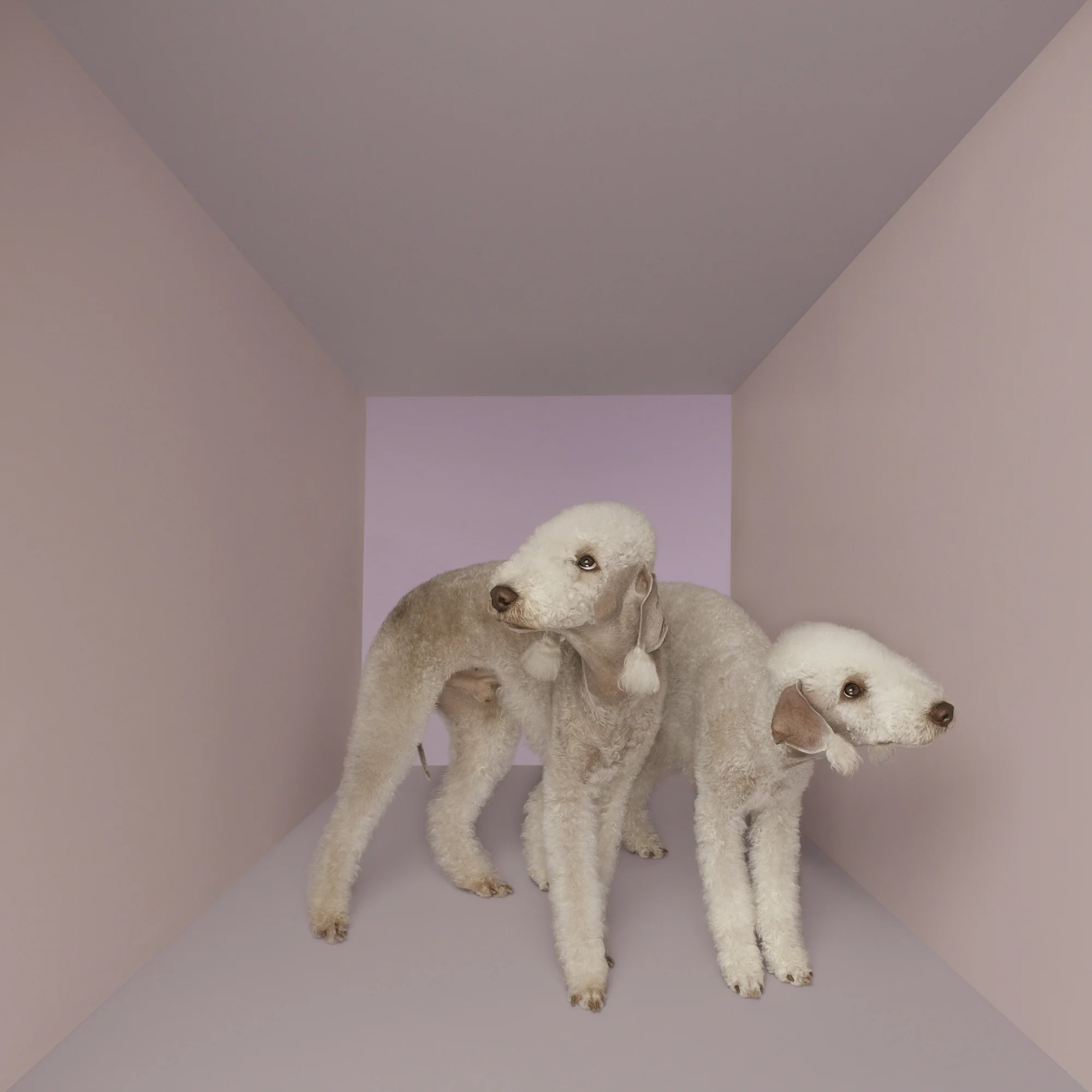 Animal Photo Dog In Box Bedlington Terrier