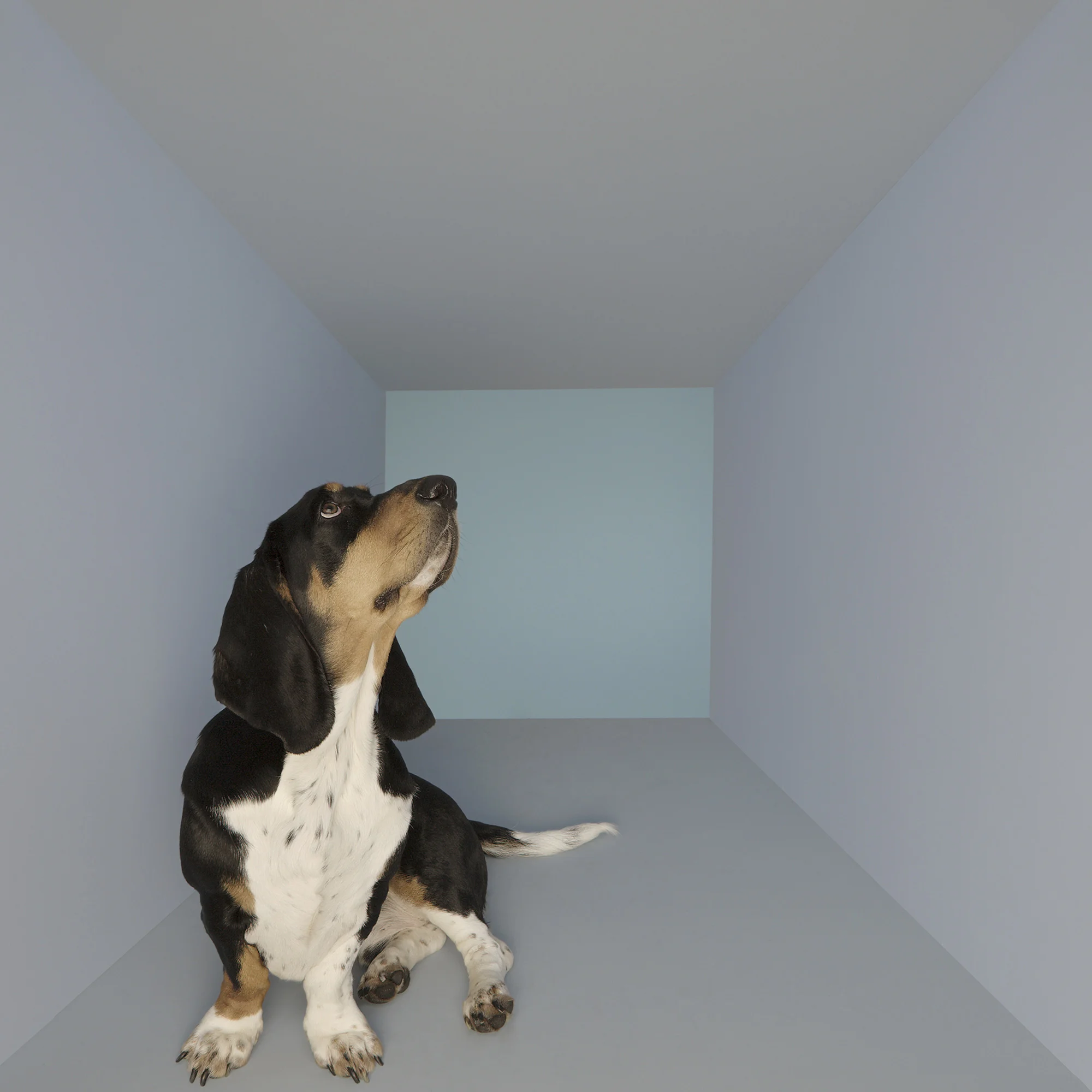 Animal Photo Dog In Box Basset Hound