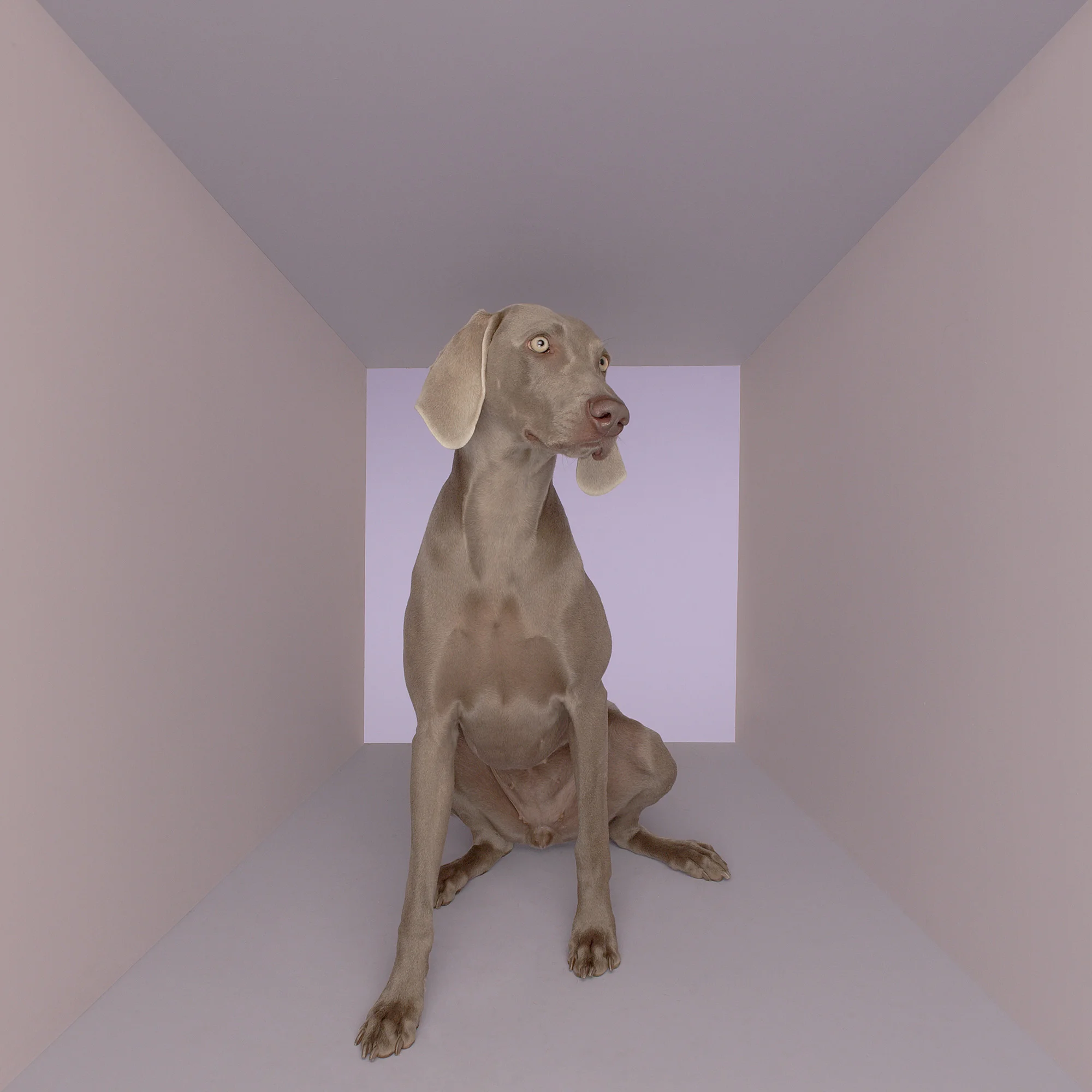 Animal Photo Dog In Box Weimaraner