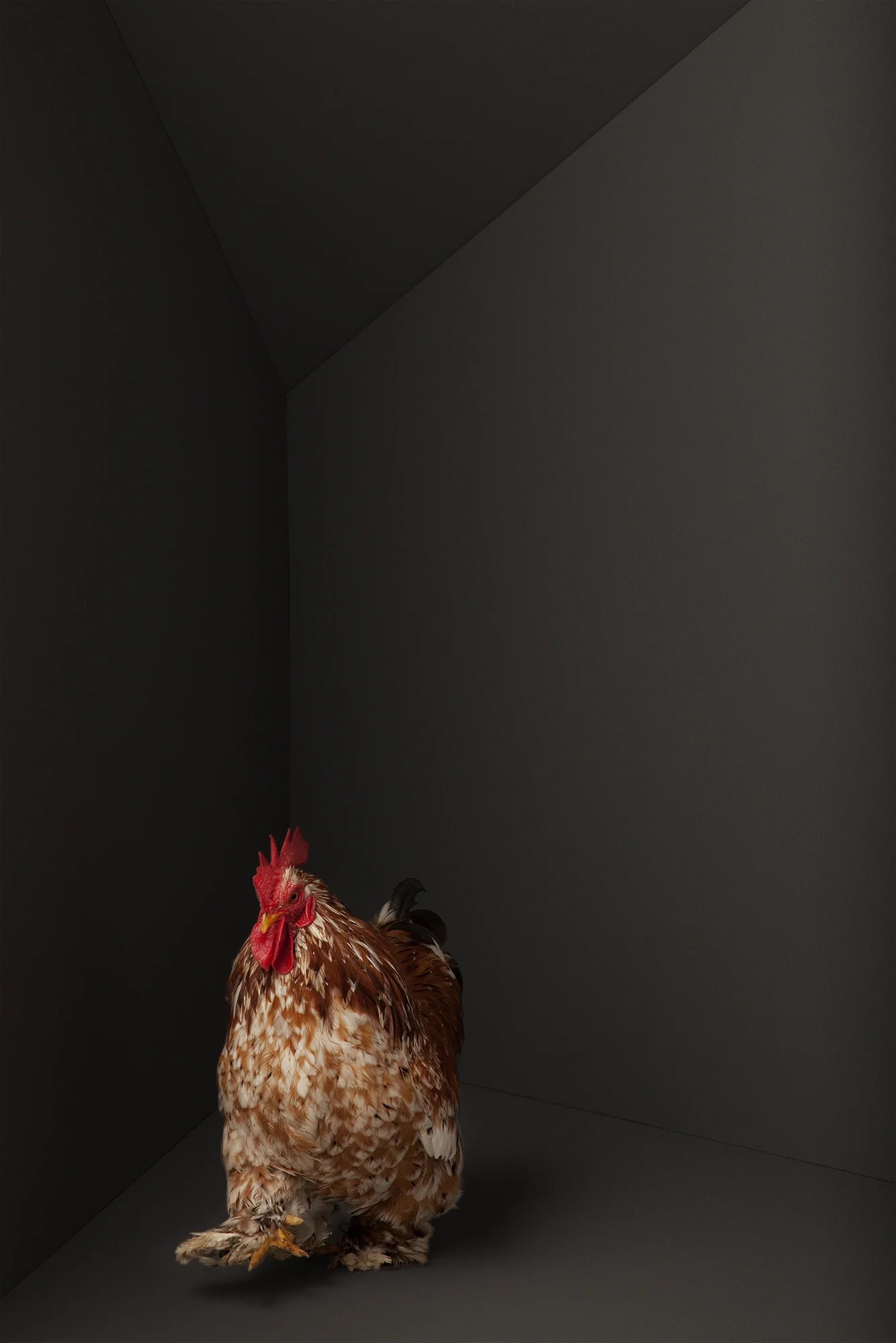 Animal Photo Chicken