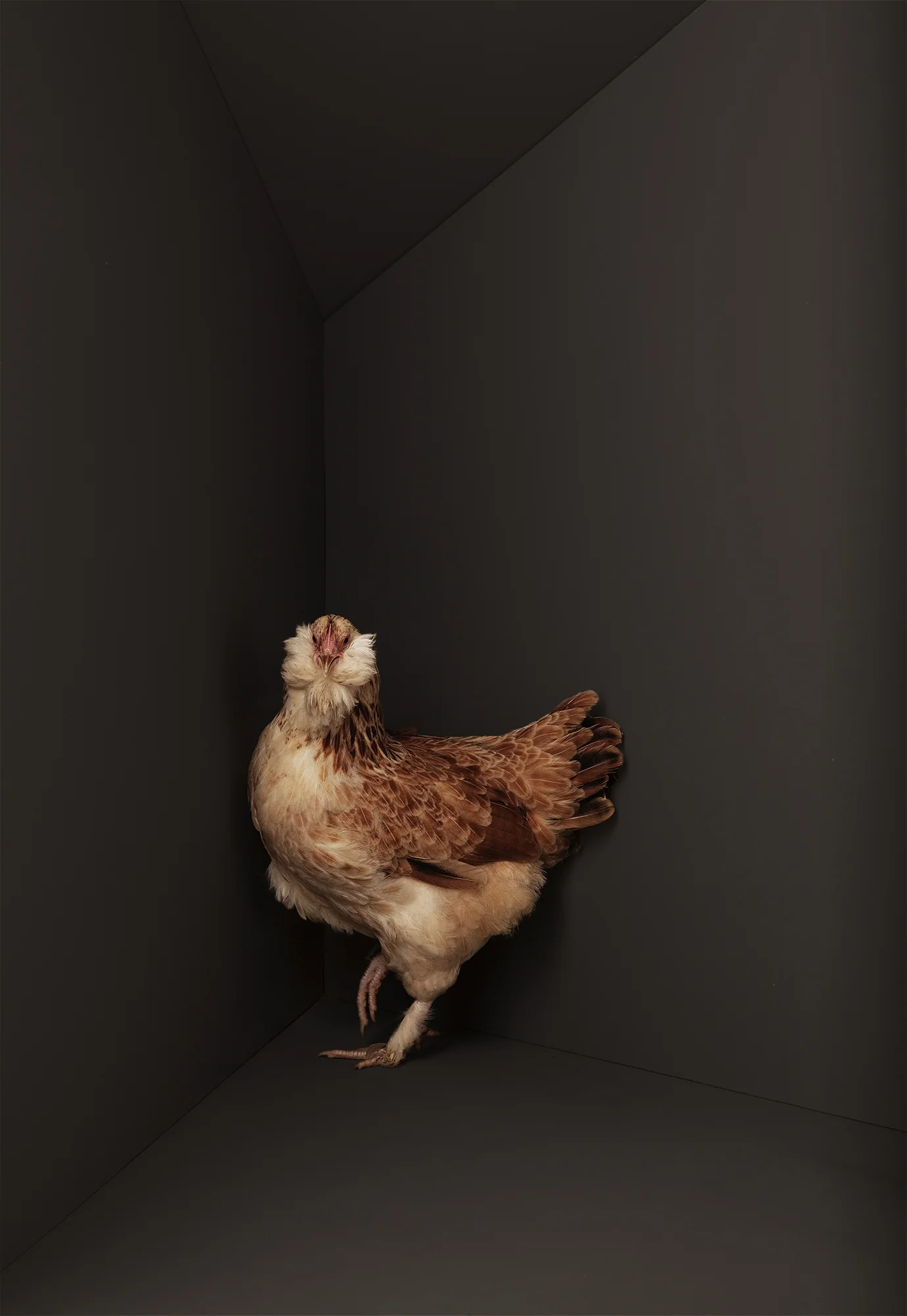 Animal Photo Fowl Chicken