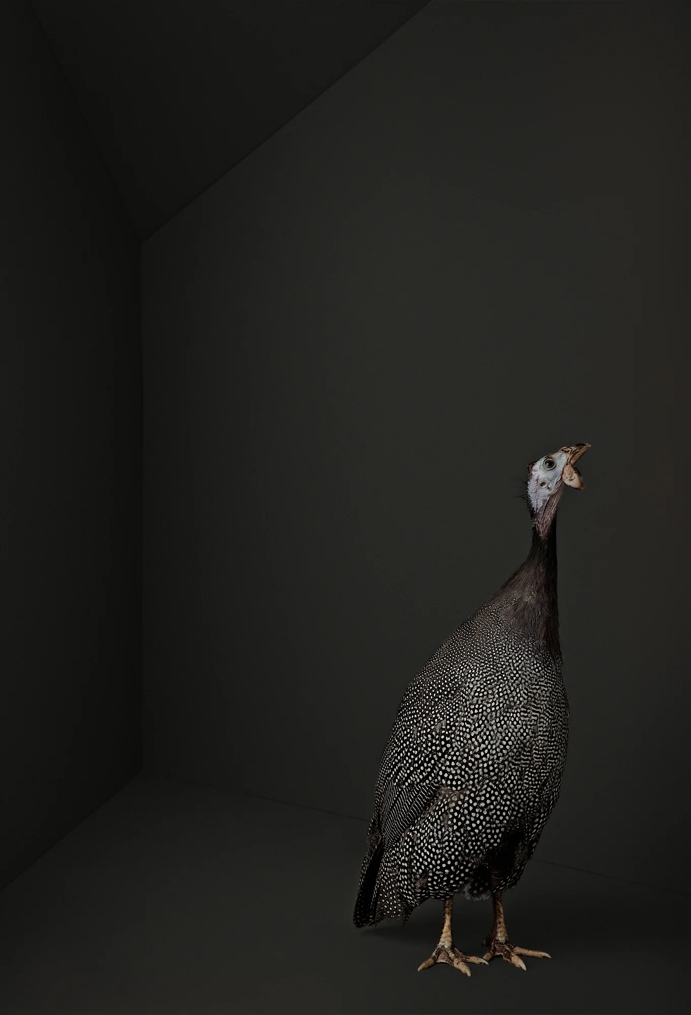 Animal Photo Fowl Guinea Fowl
