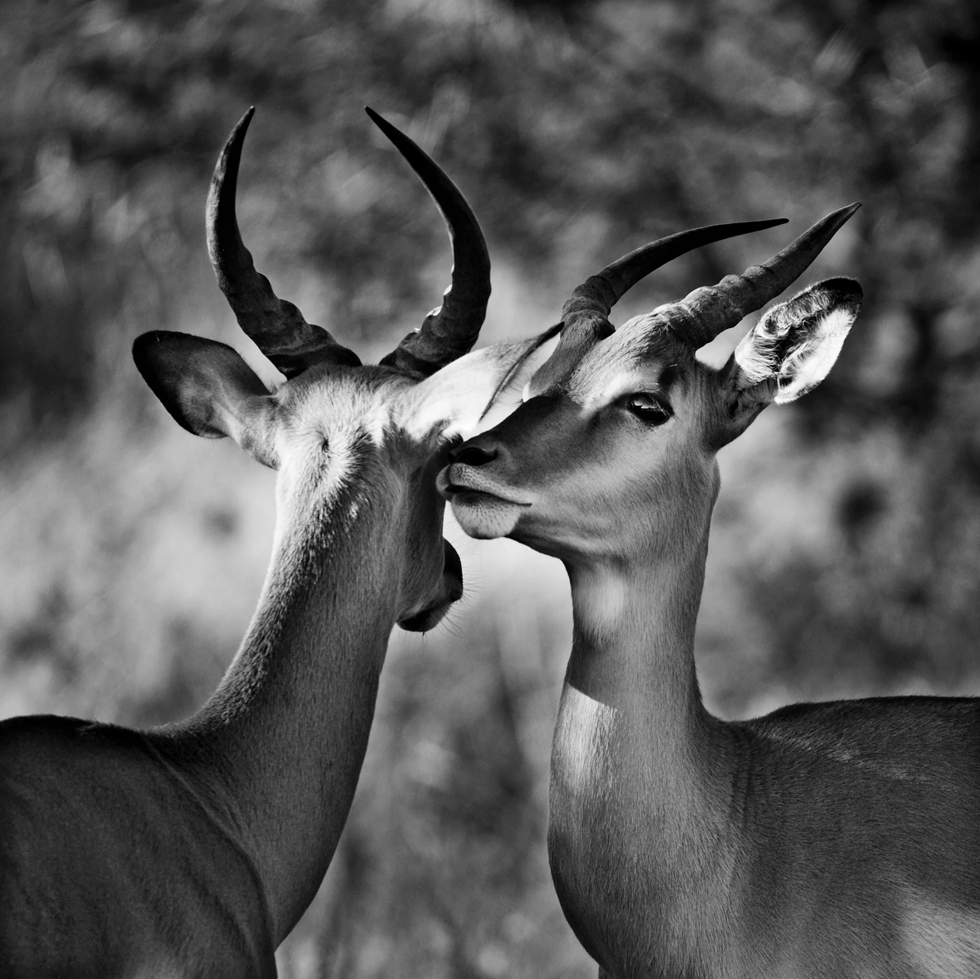 Animal Photo Africa Gazelle