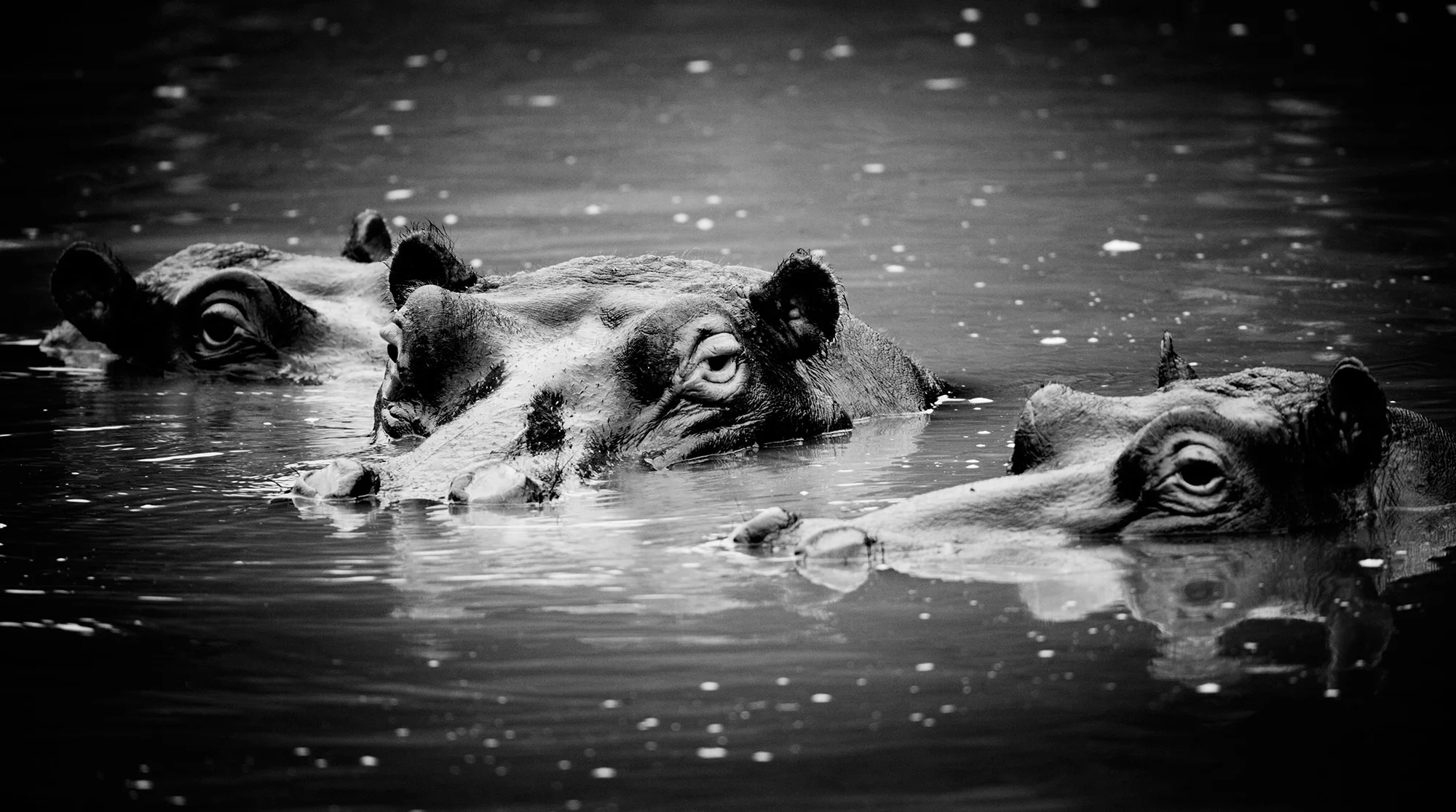 Animal Photo Africa Hippopotamus