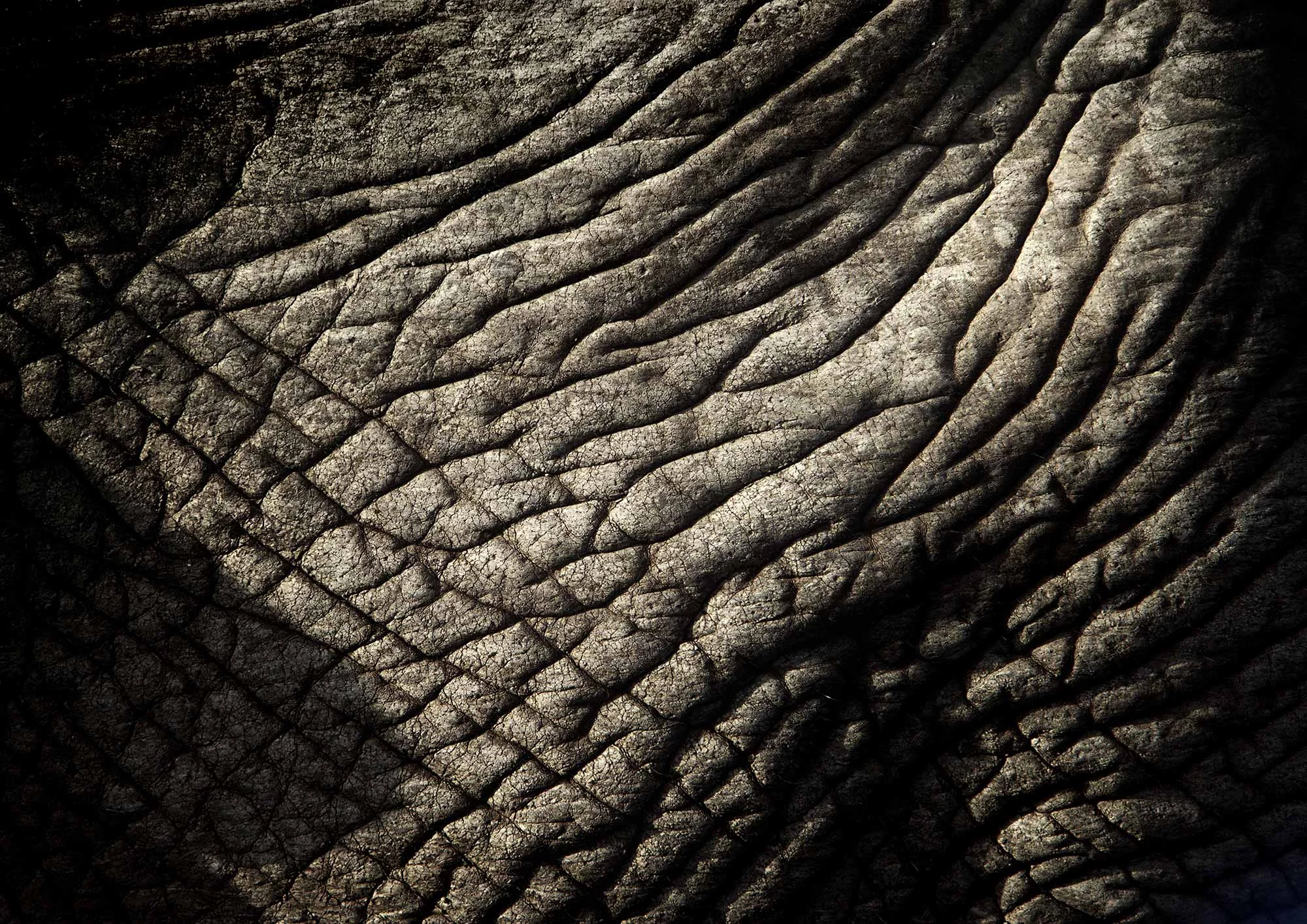 Animal Photo Africa Elephant