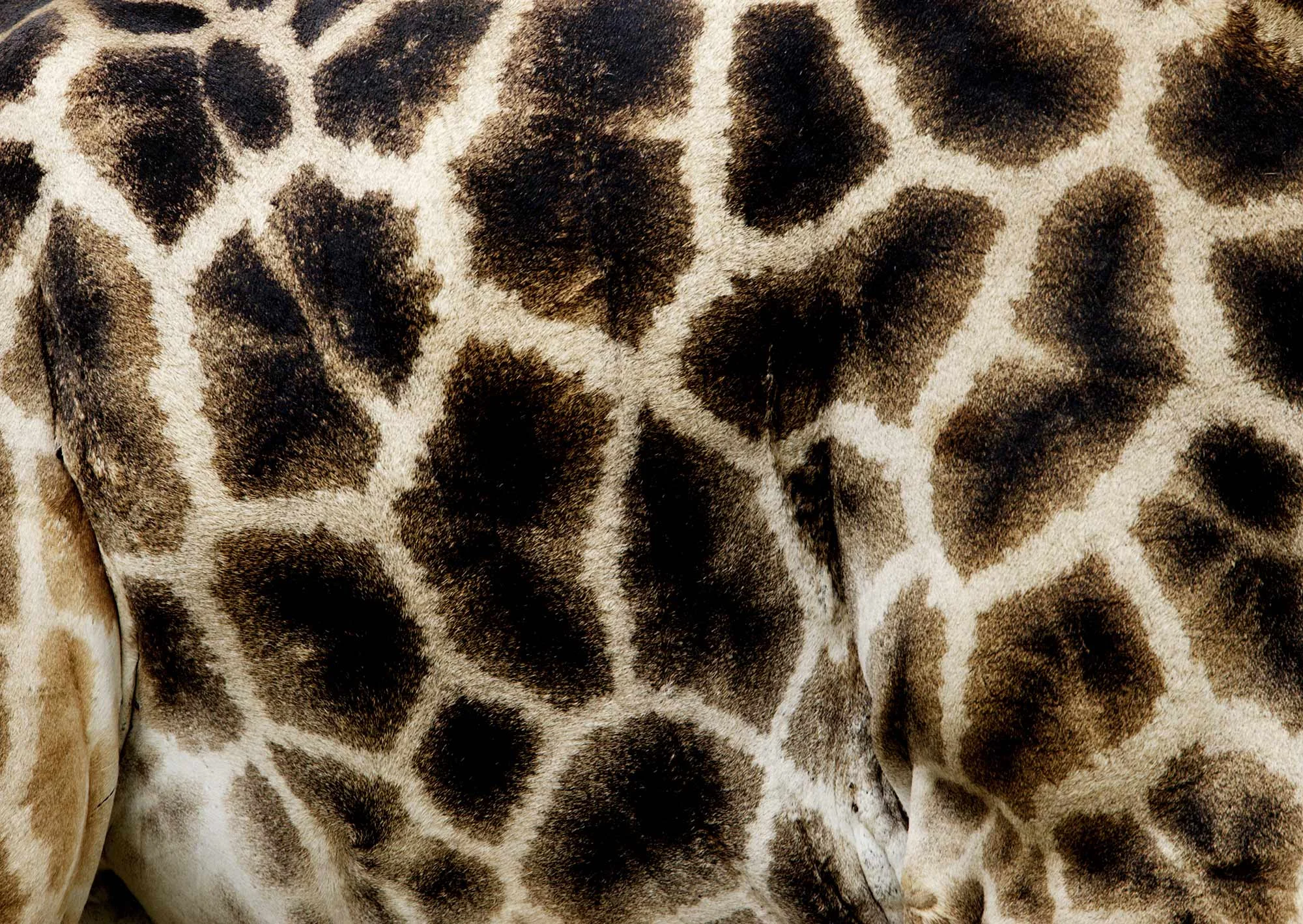 Animal Photo Africa Giraffe