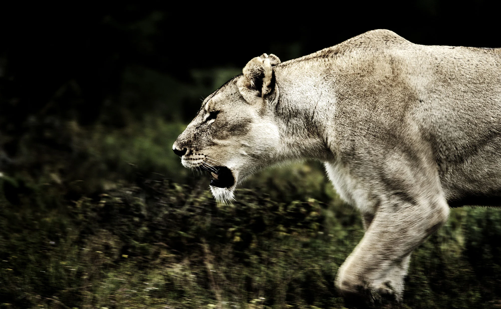 Animal Photo Africa Lion