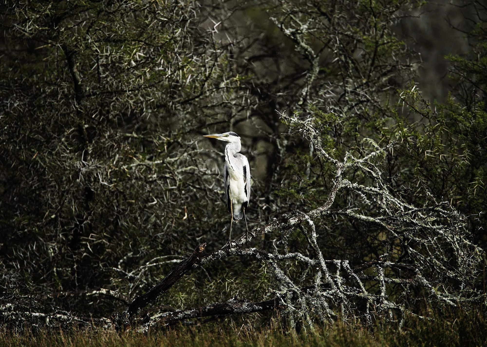 Animal Photo Africa Heron Bird