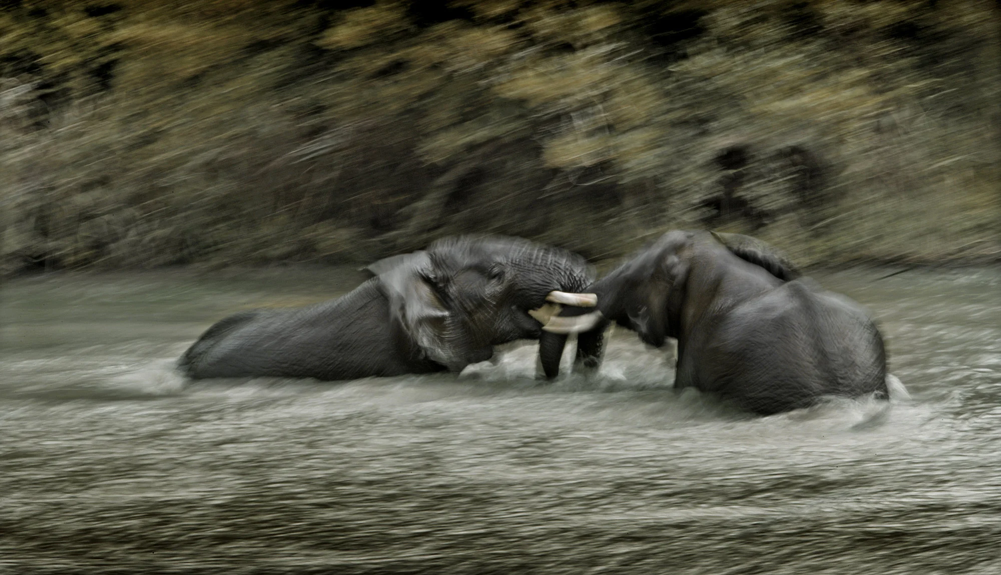Animal Photo Africa Elephants
