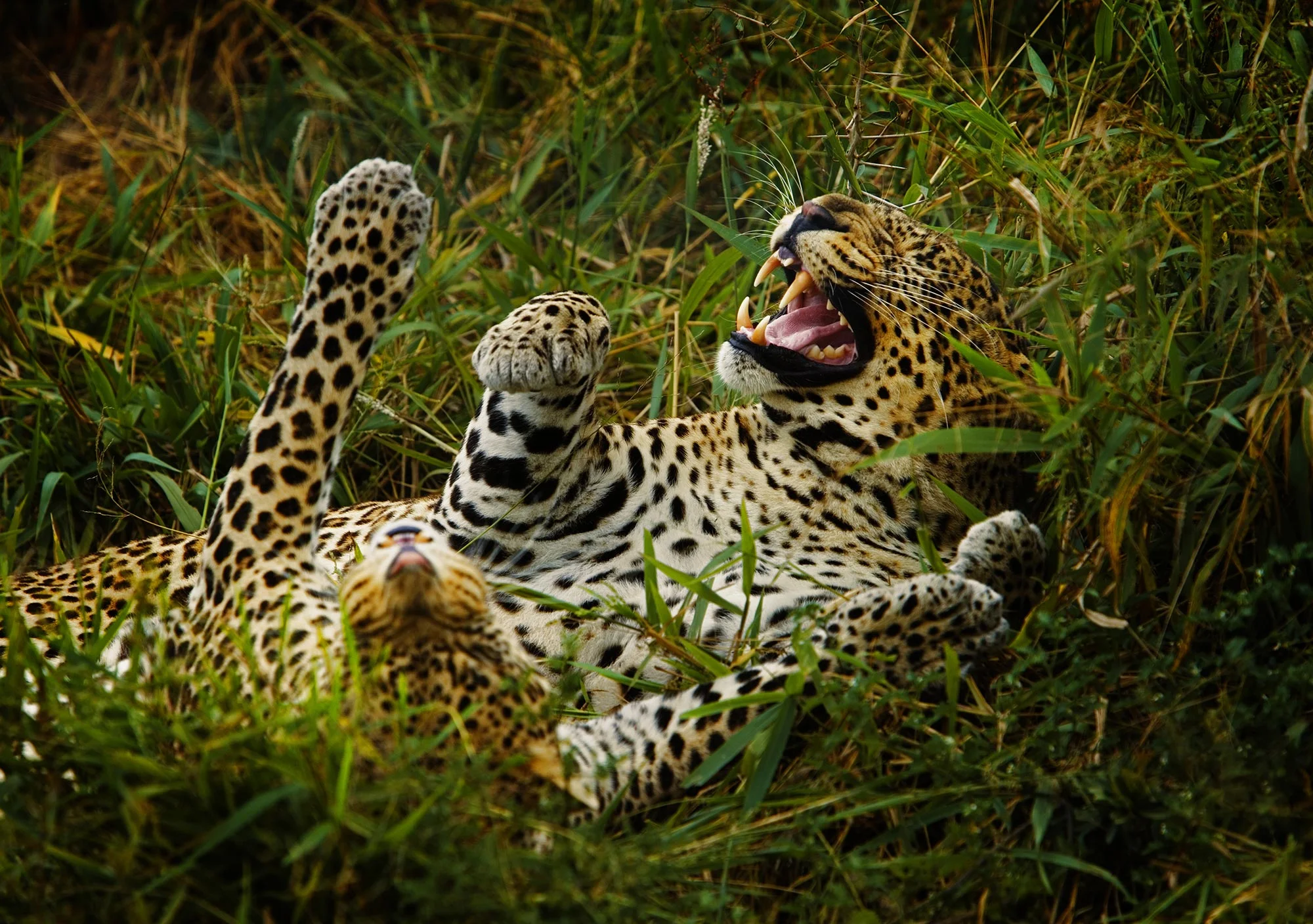 Animal Photo Africa Leopards