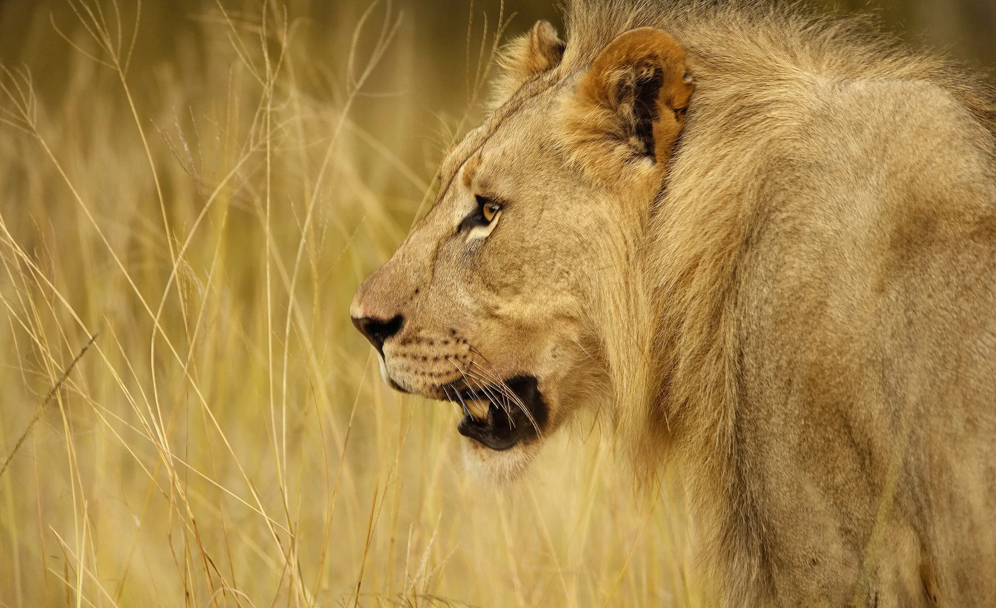 Animal Photo Africa Lion