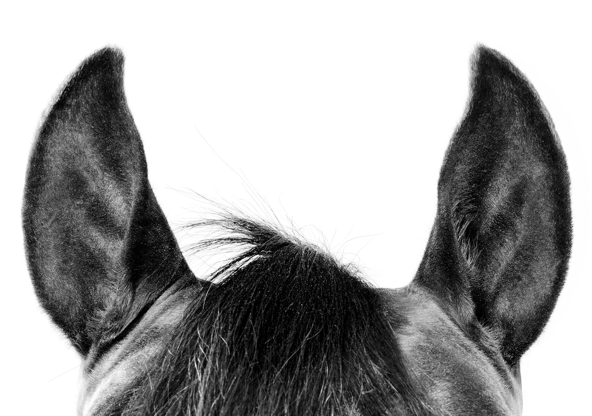 Animal Photo Horse Head