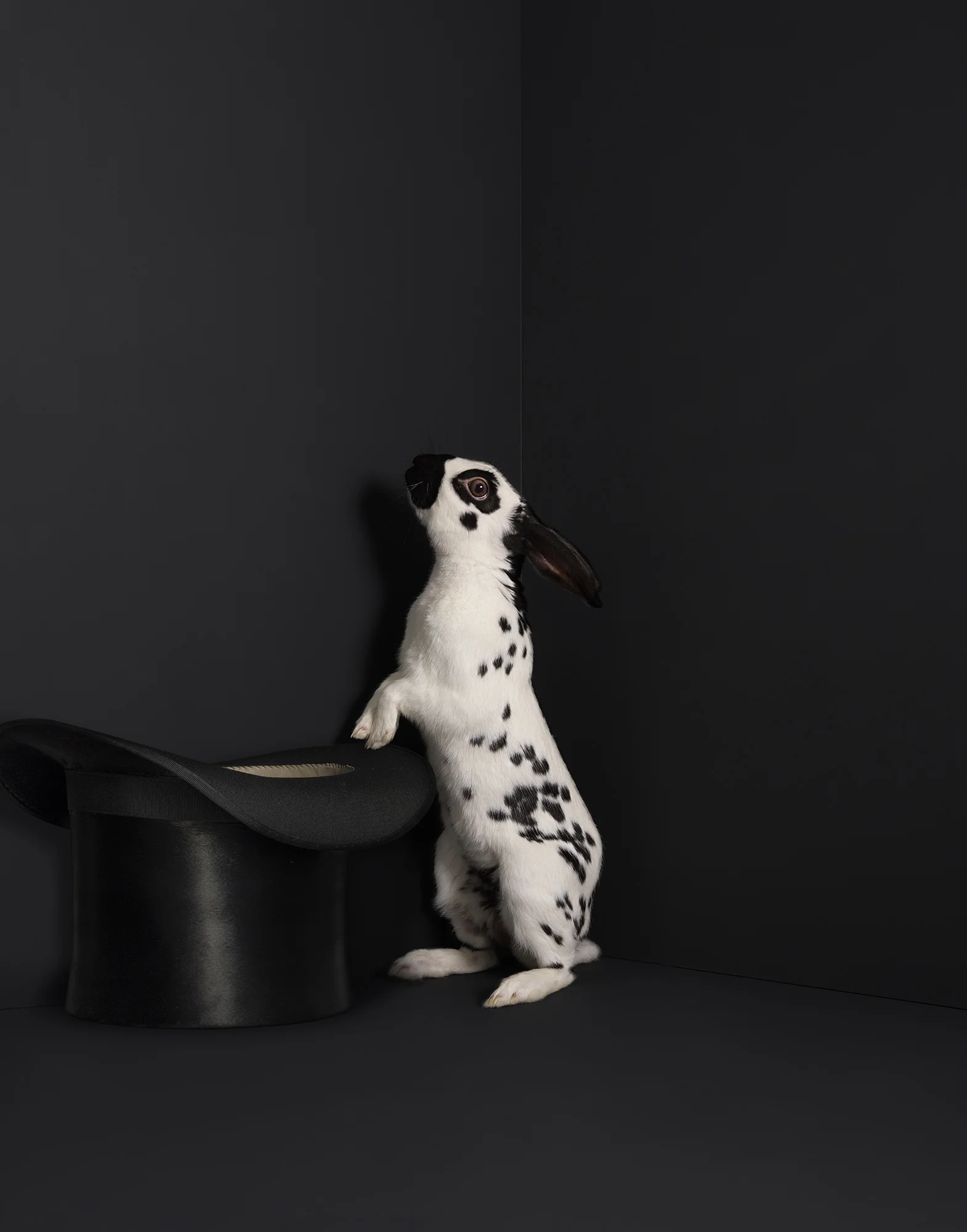 Animal Photo Rabbit Hat