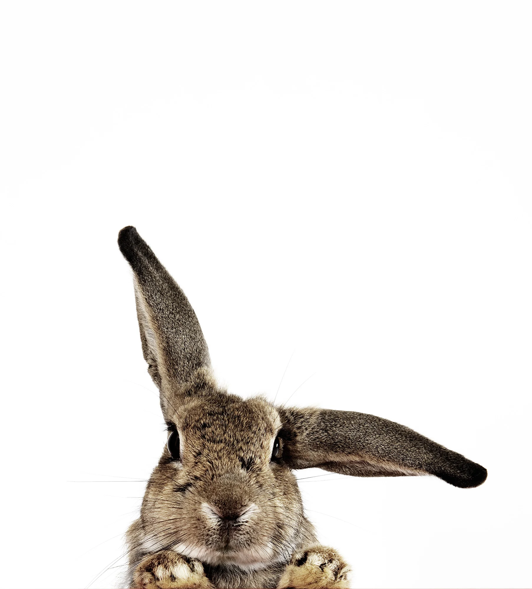 Animal Photography Rabbit Ears