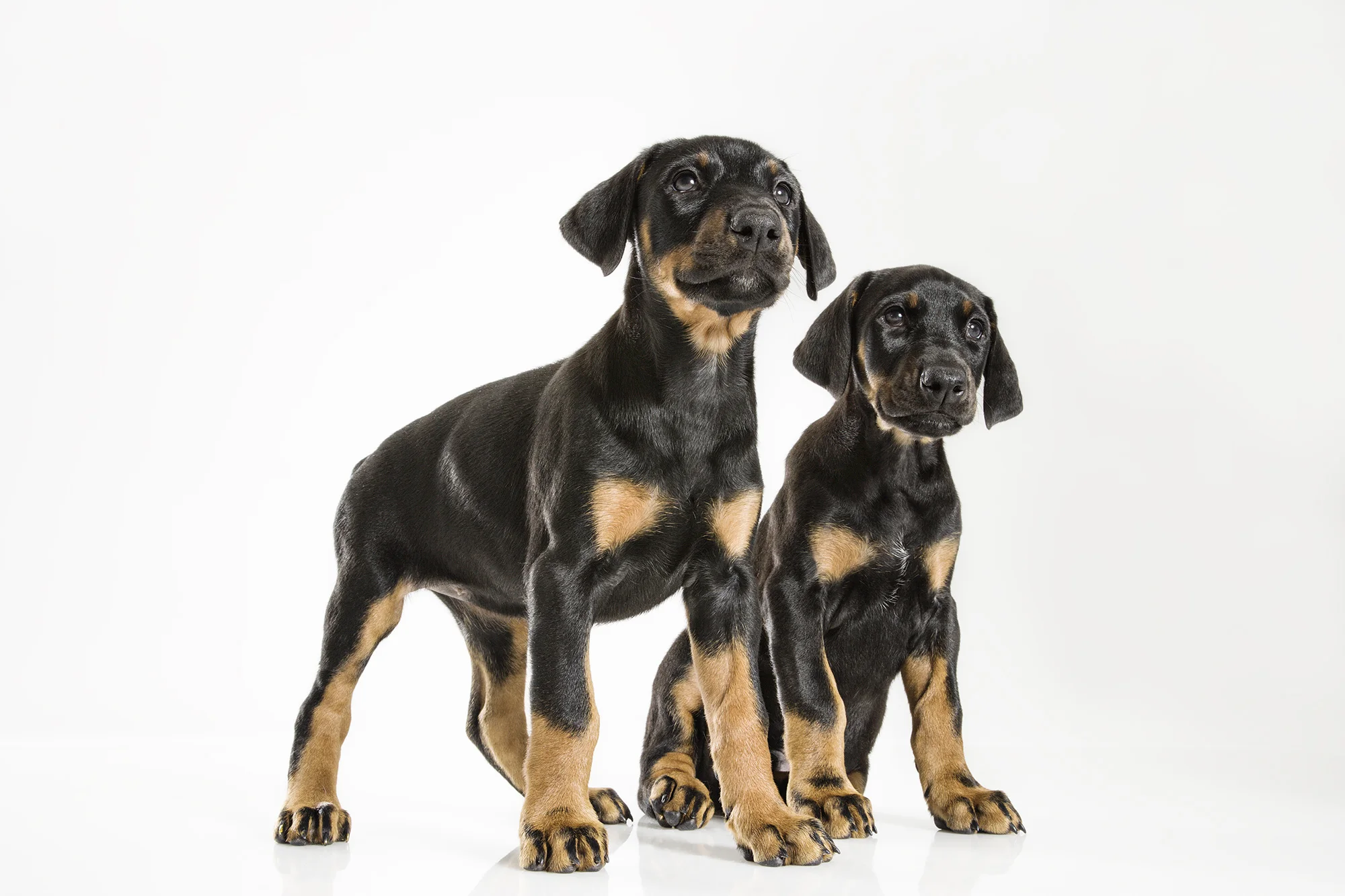 Animal Photo Doberman Puppies