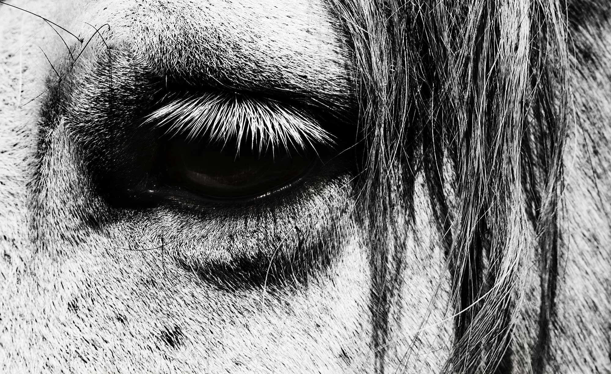 Animal Photo Horse Eye