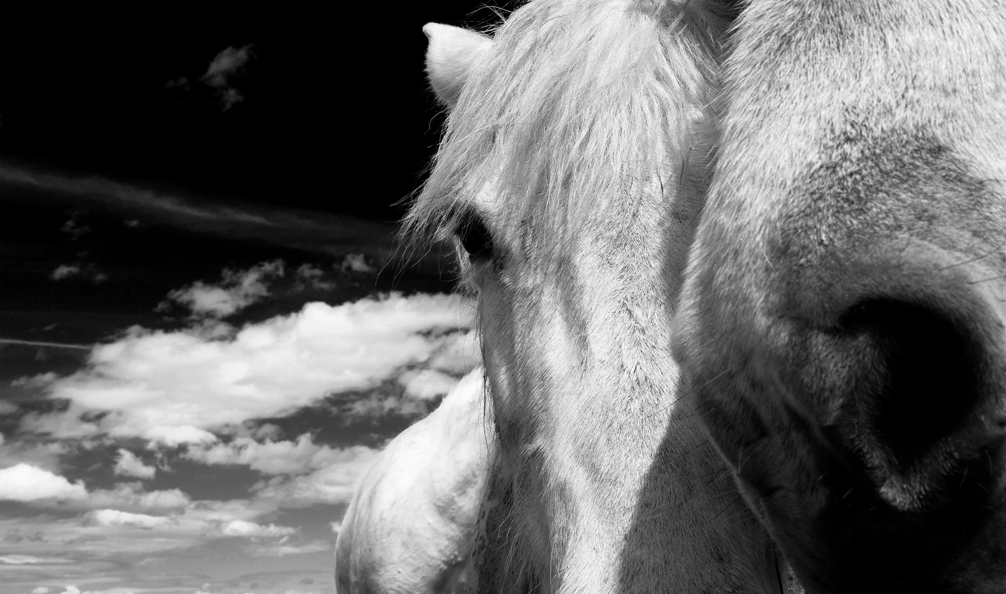 Horses Brouage
