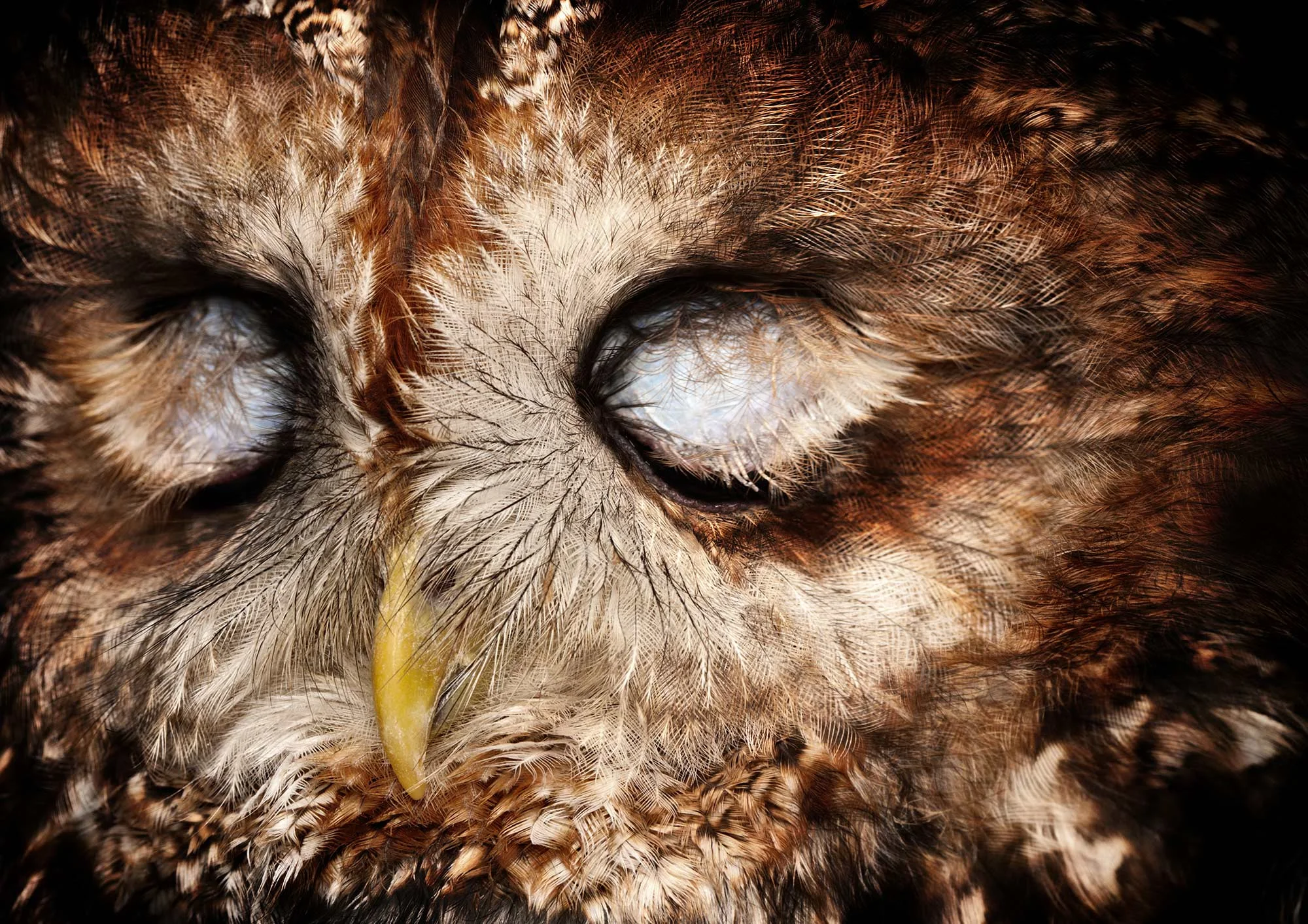Animal Photo Tawny Owl