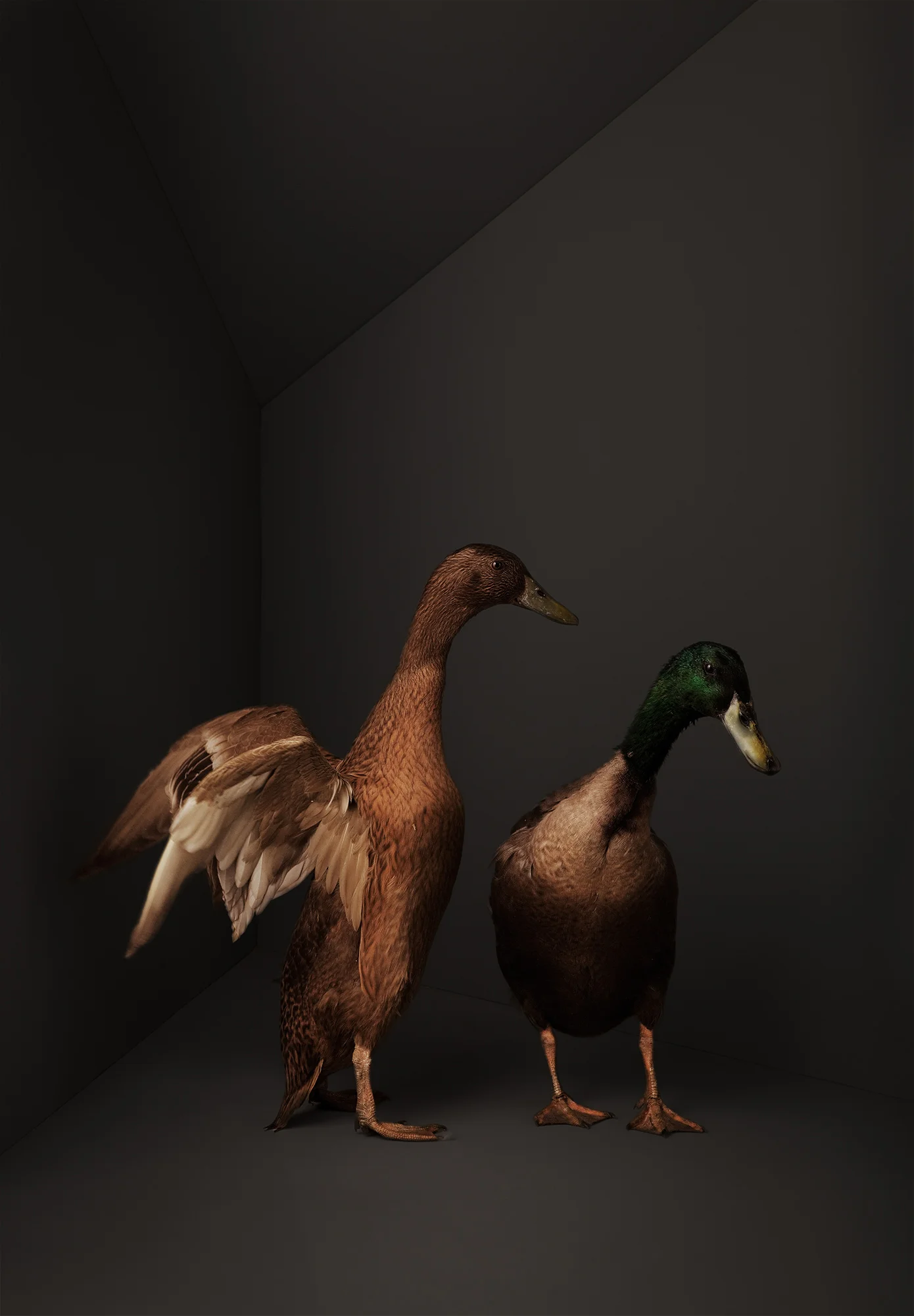 Animal Photo Runner Ducks Bird