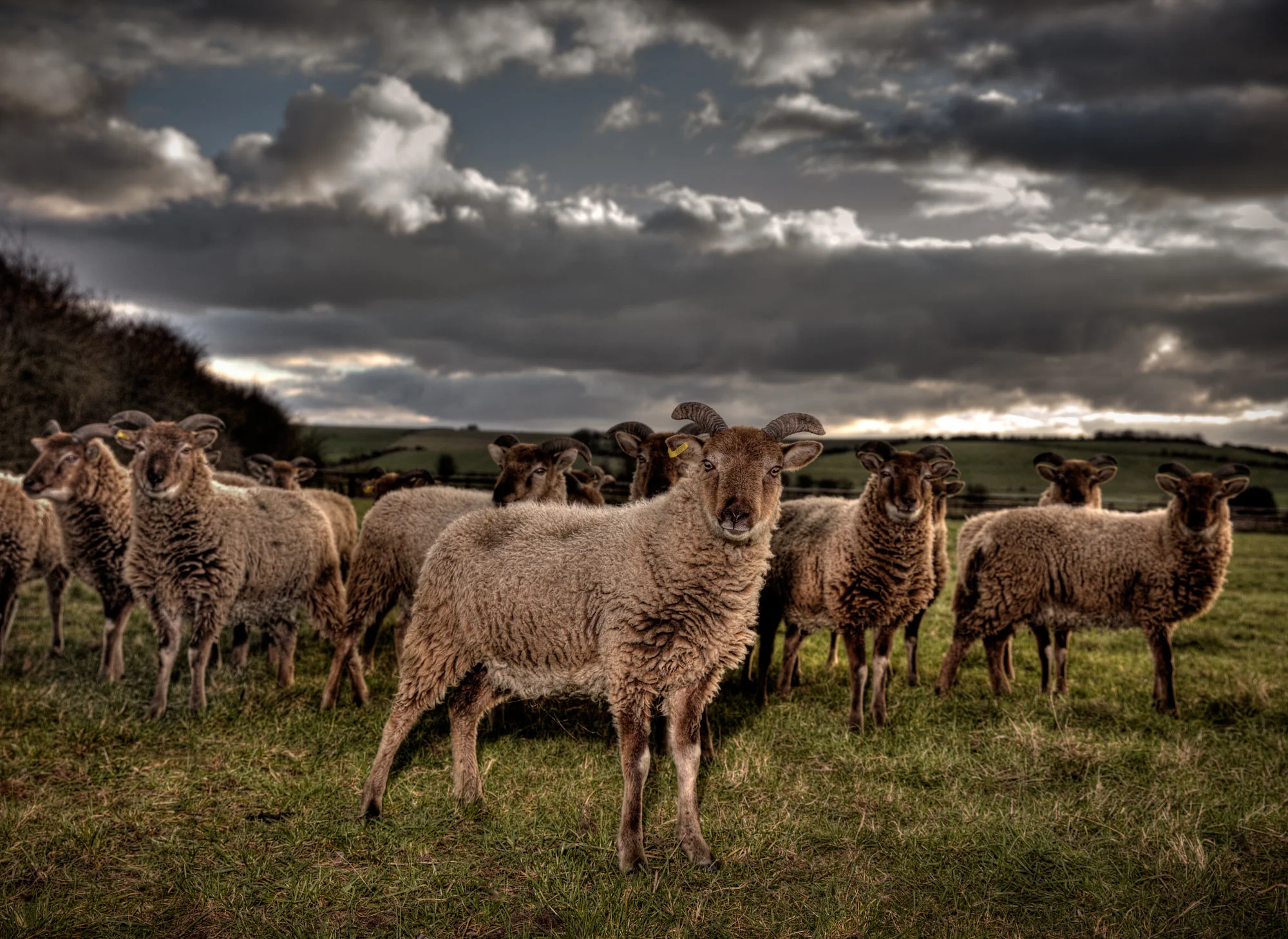 Herd of sheep in field photograph