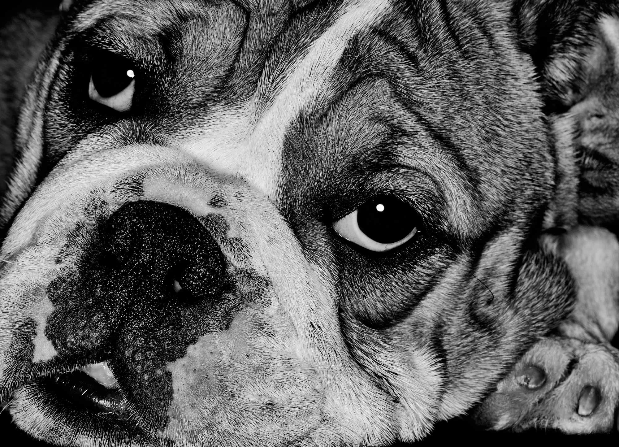 Close up of a dog photography