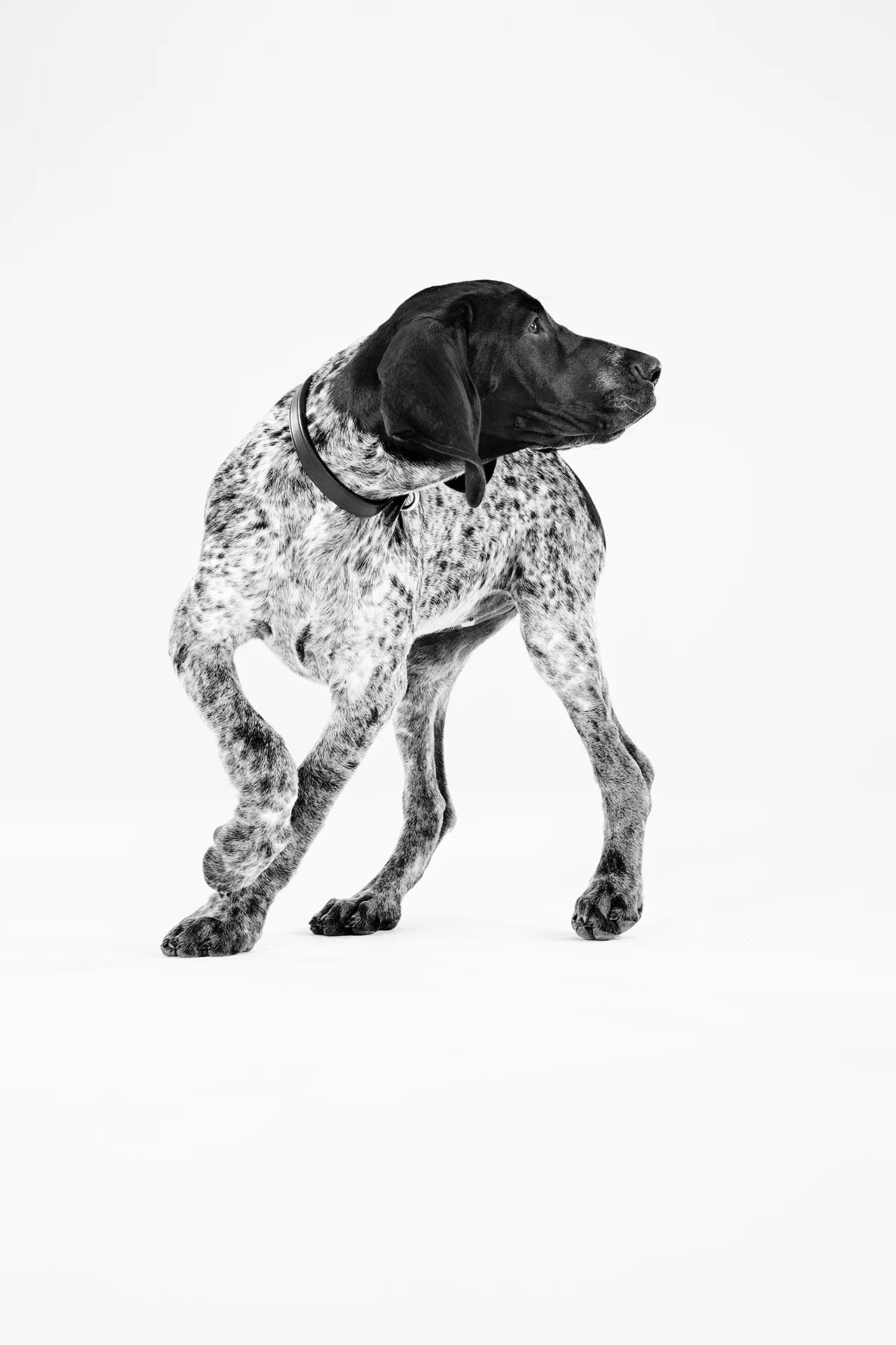 Black and white photo of a dog