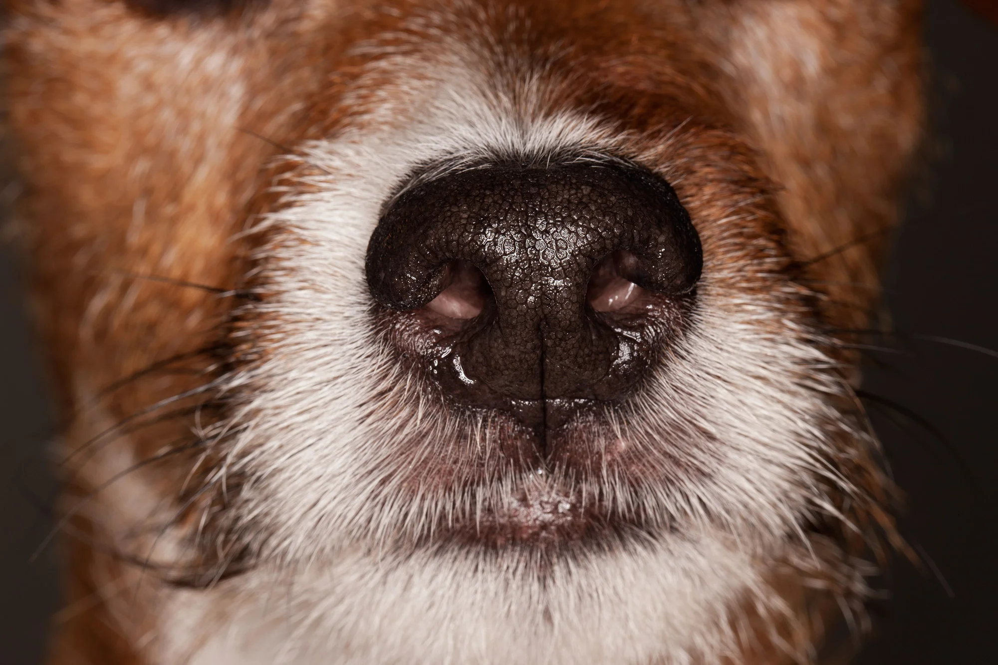 Dog's nose animal photography portrait