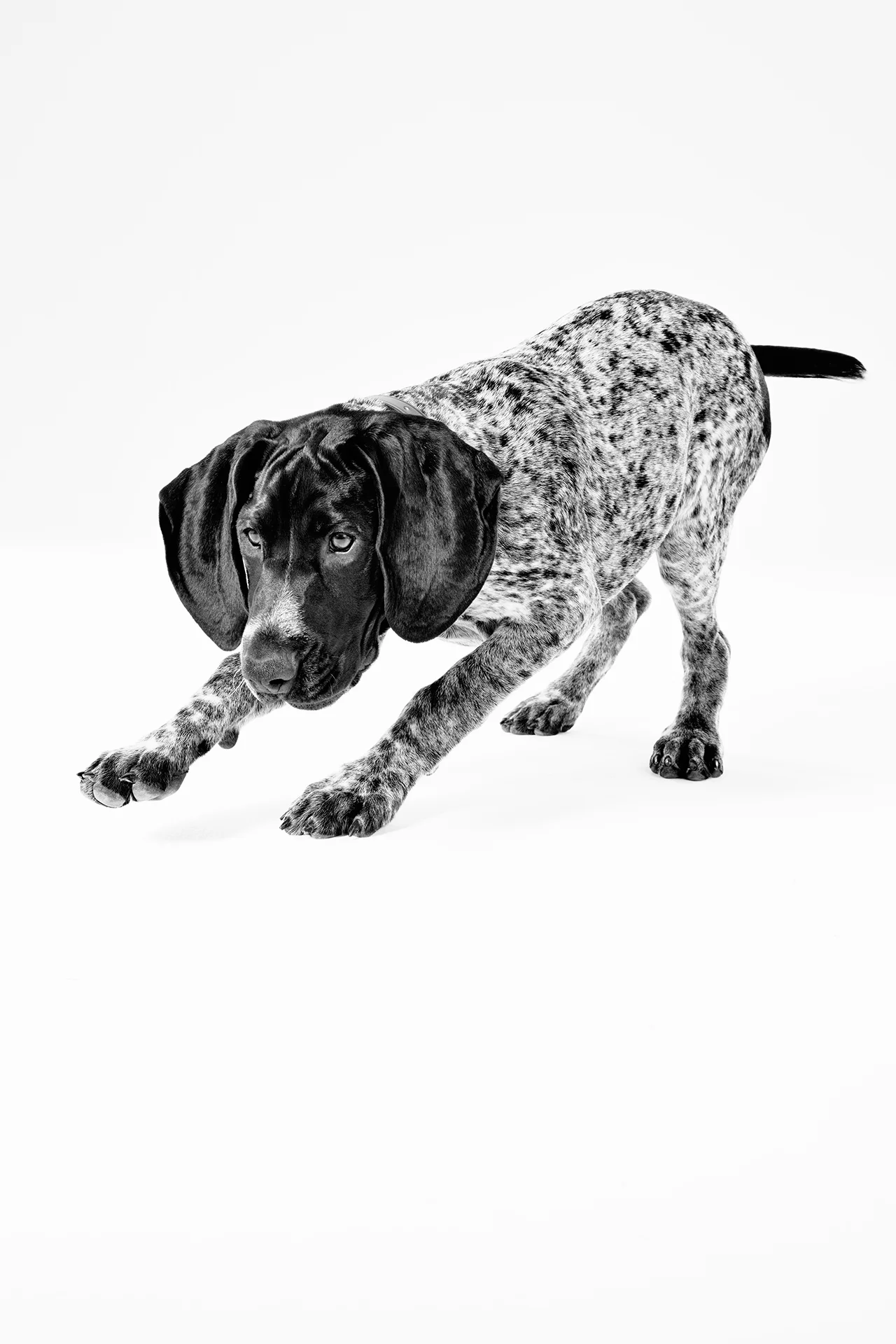 Portrait of a dog