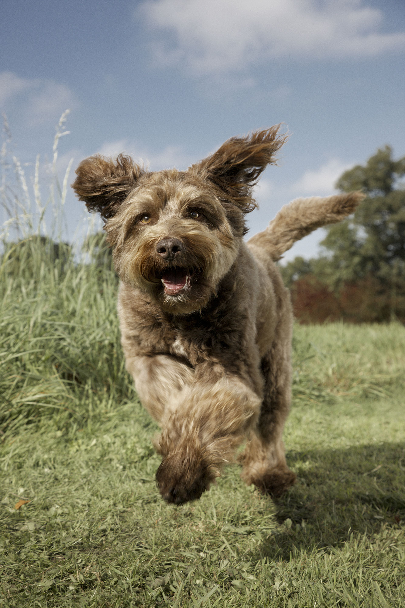 Dog running in field photograph 