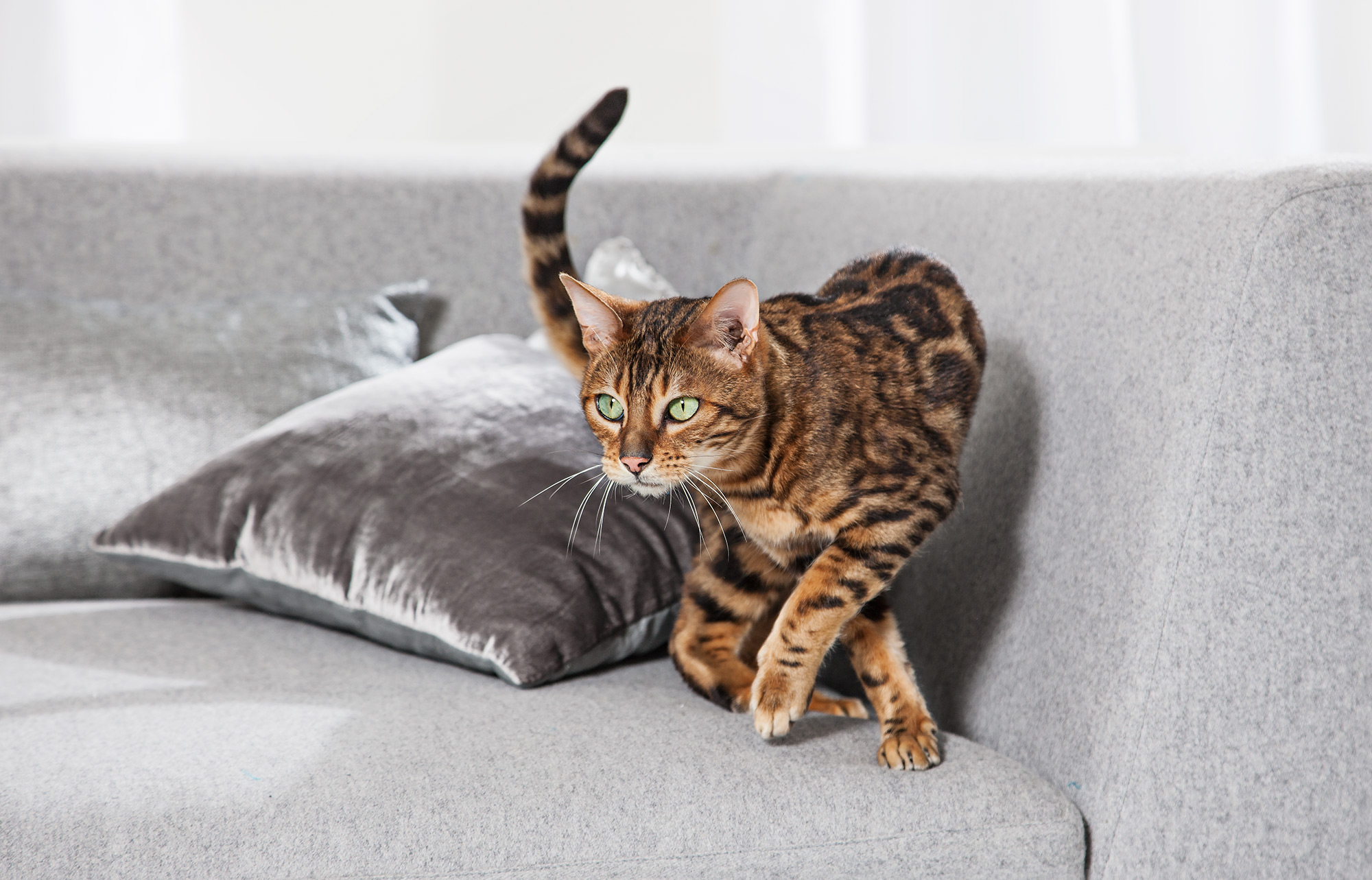 Cat on sofa animal photo