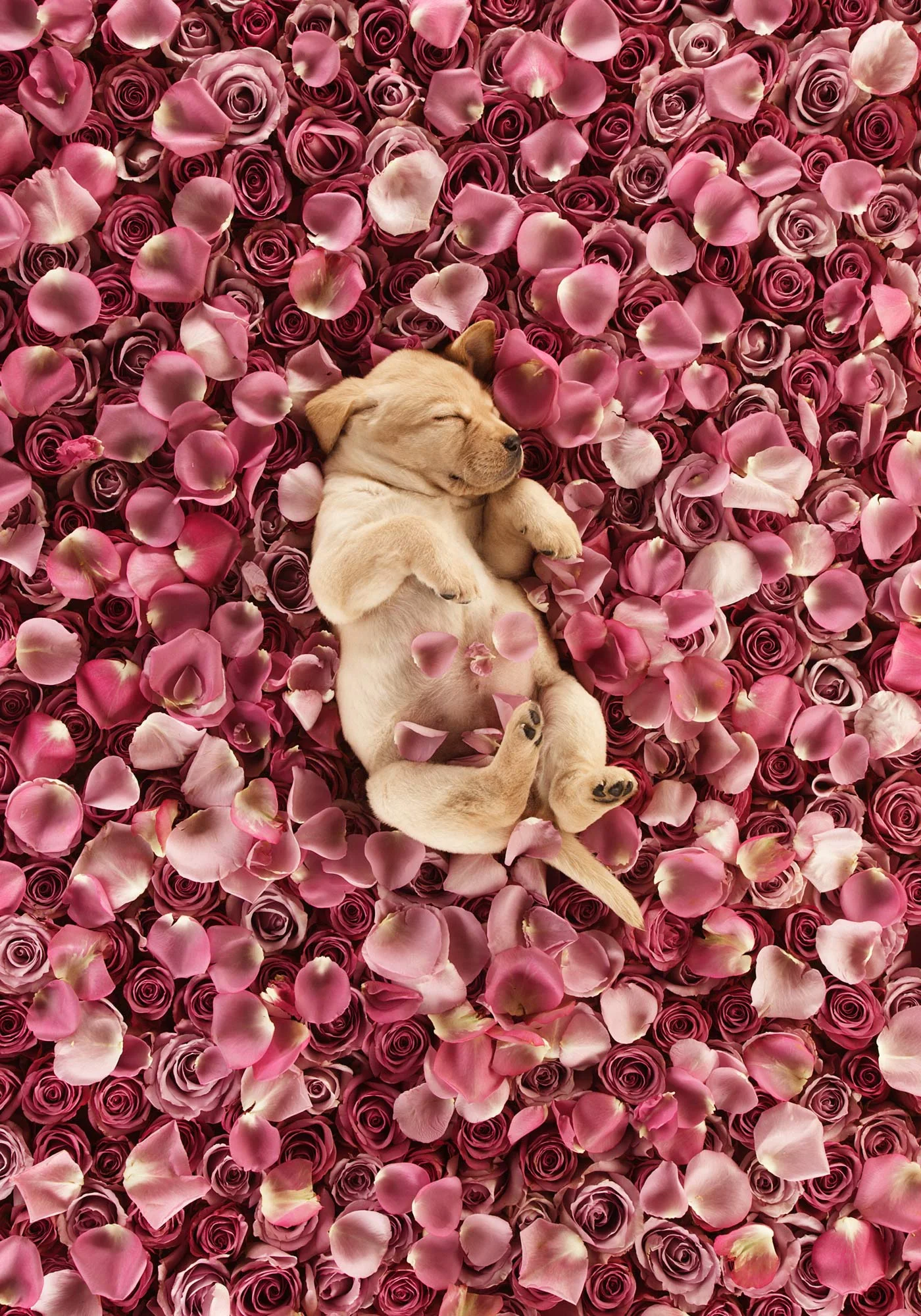 Puppy in petals cute animal photo