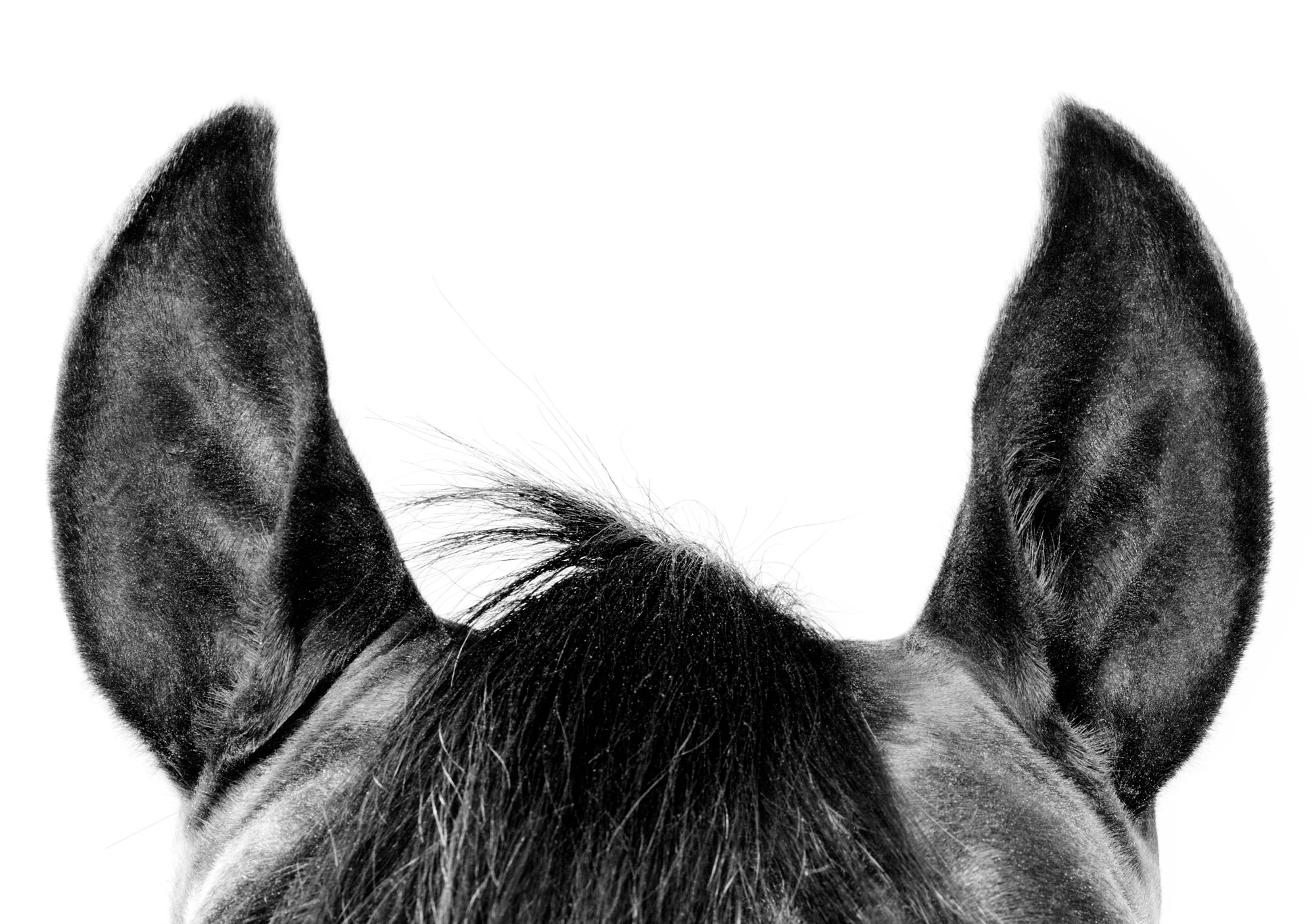 Horse Ears by Steve Hoskins