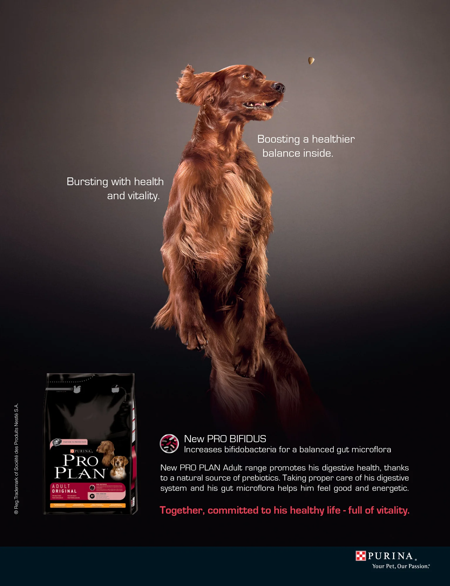 Dog ad campaign