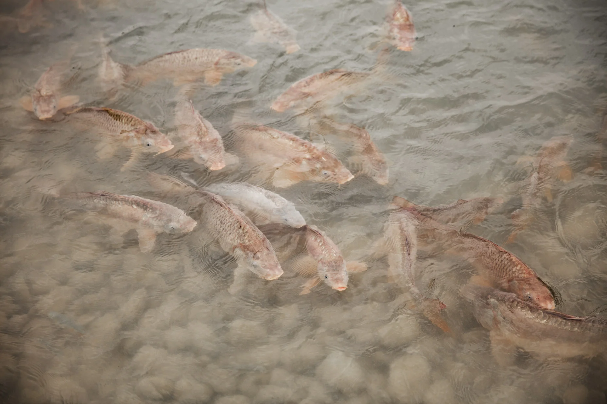 Fish photography