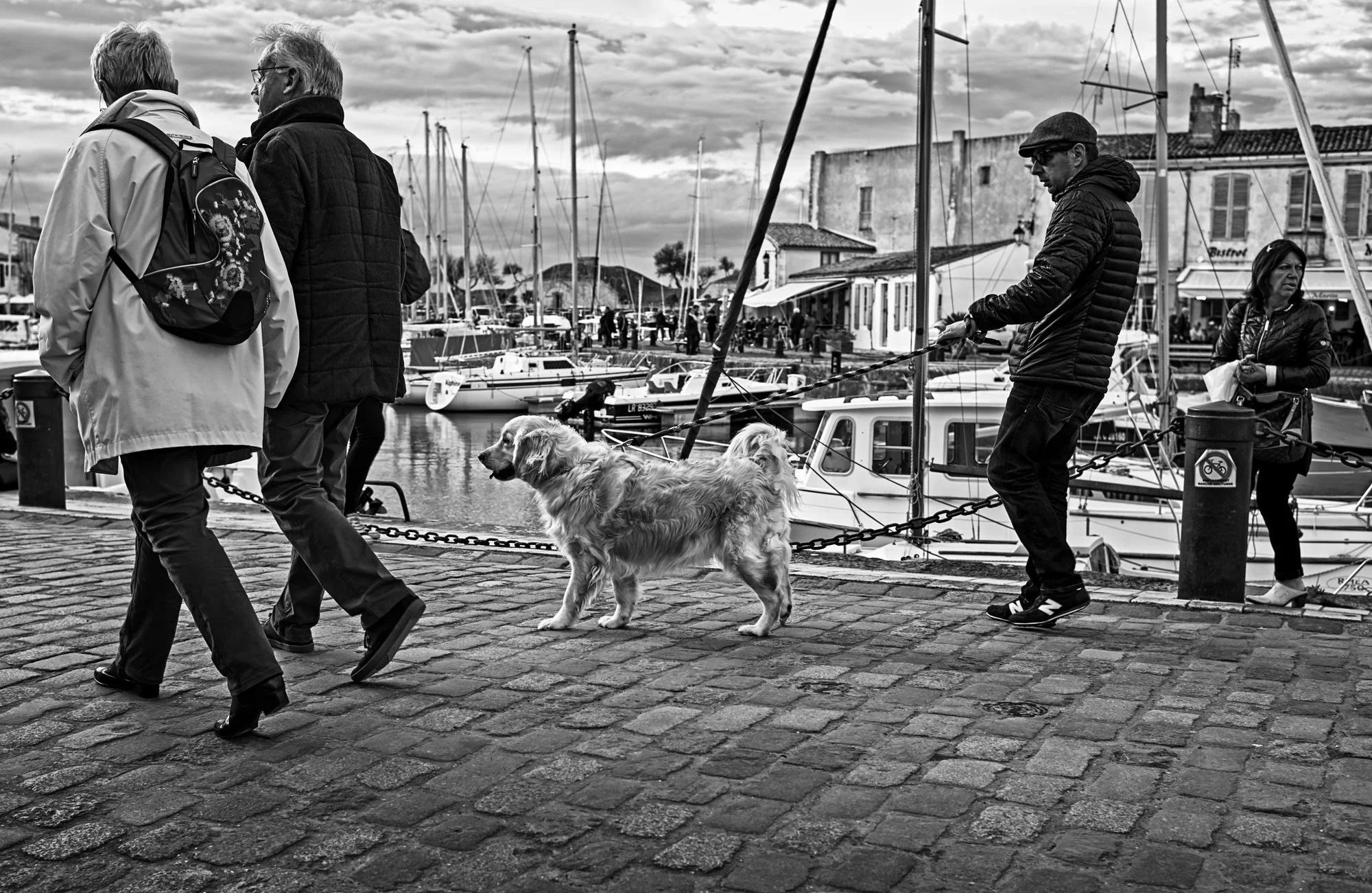 Animal photographer dogs