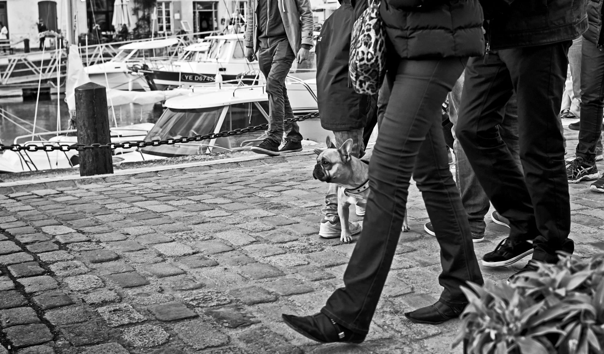 Street dog picture