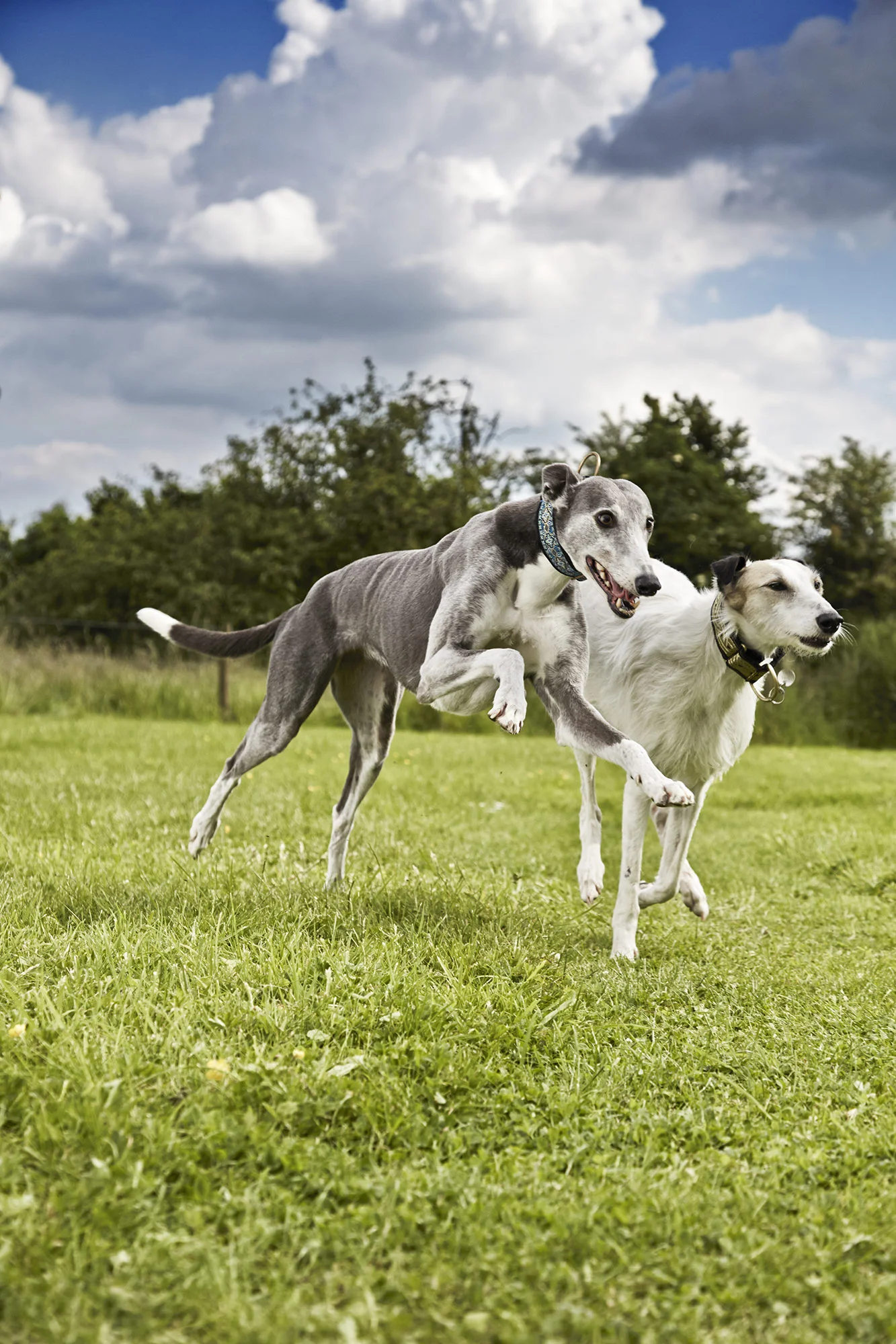 Animal photography dogs running