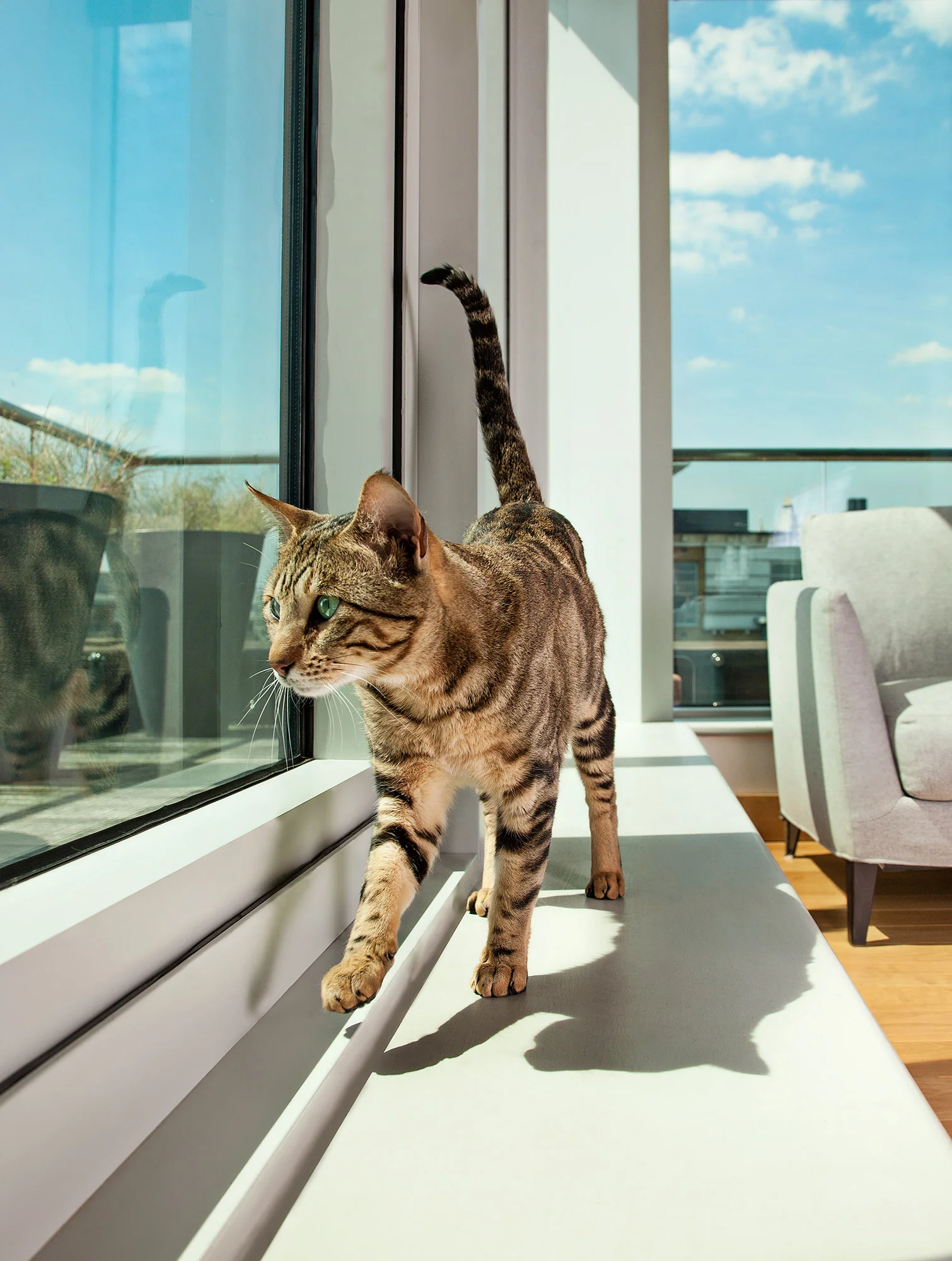 Animal photography cat window