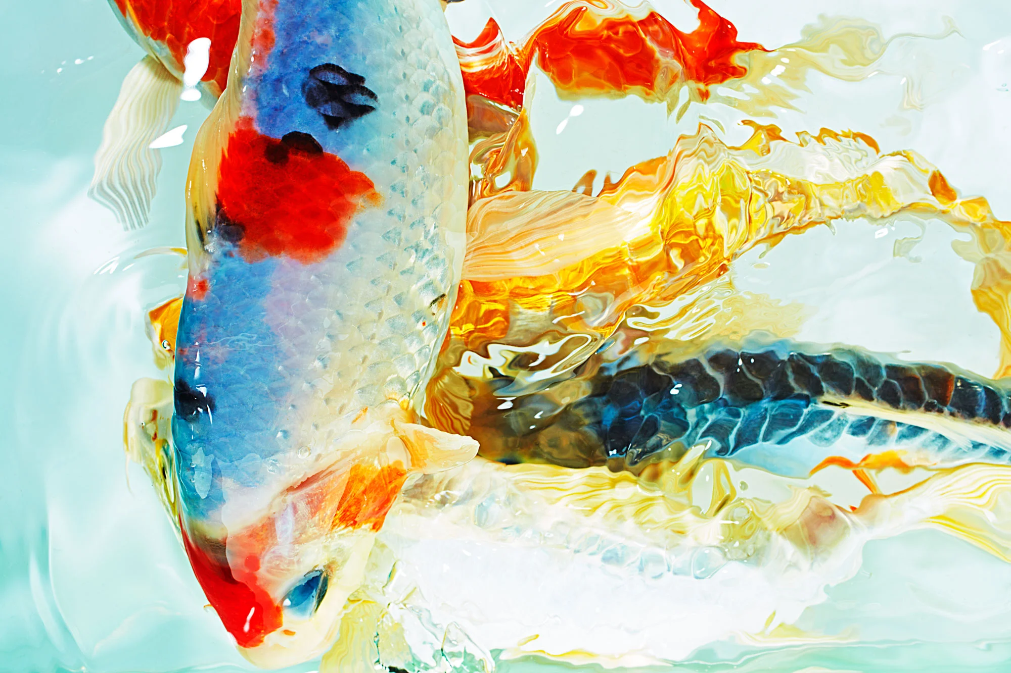 Animal photo koi
