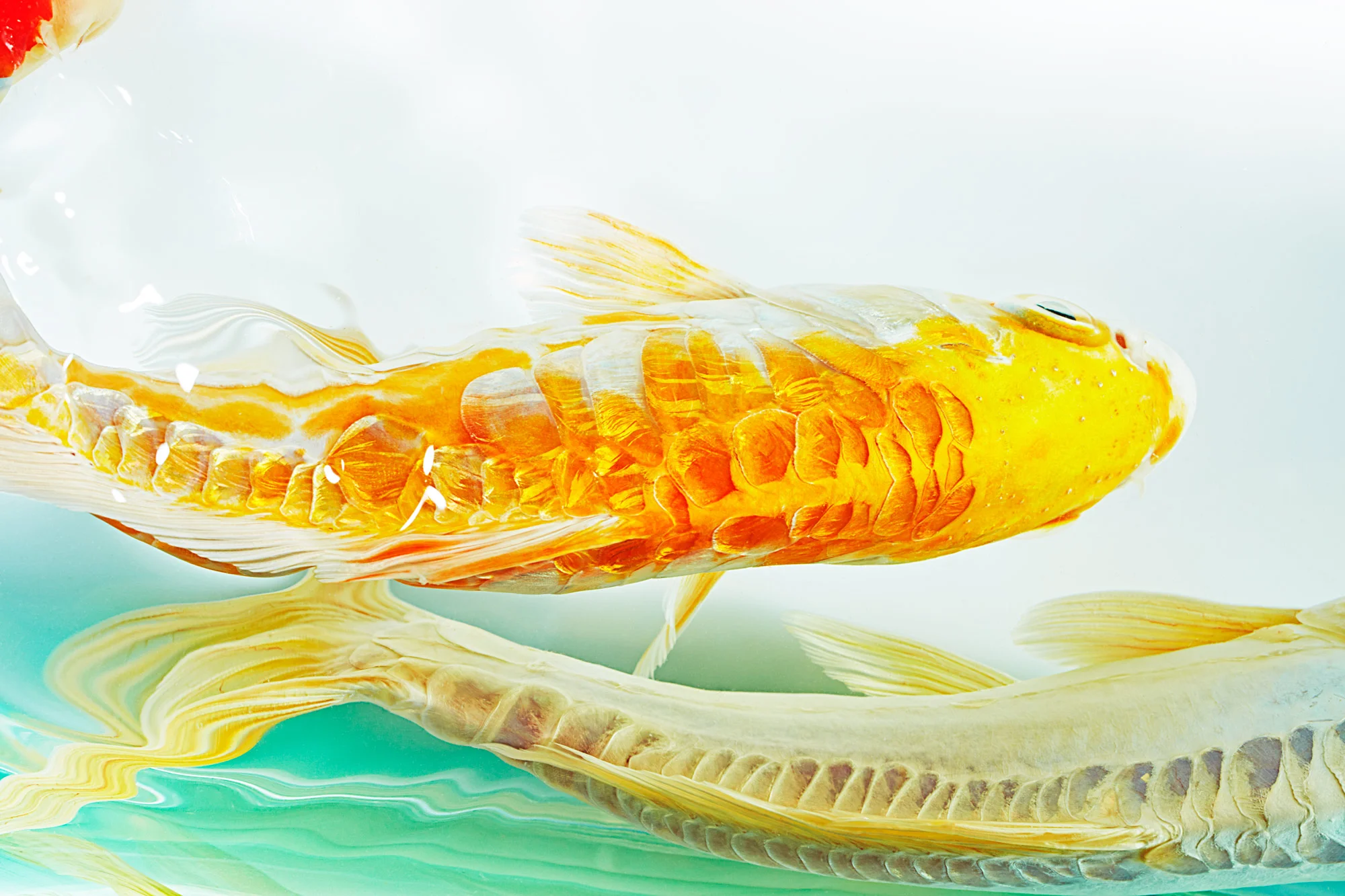 Photograph of a Koi