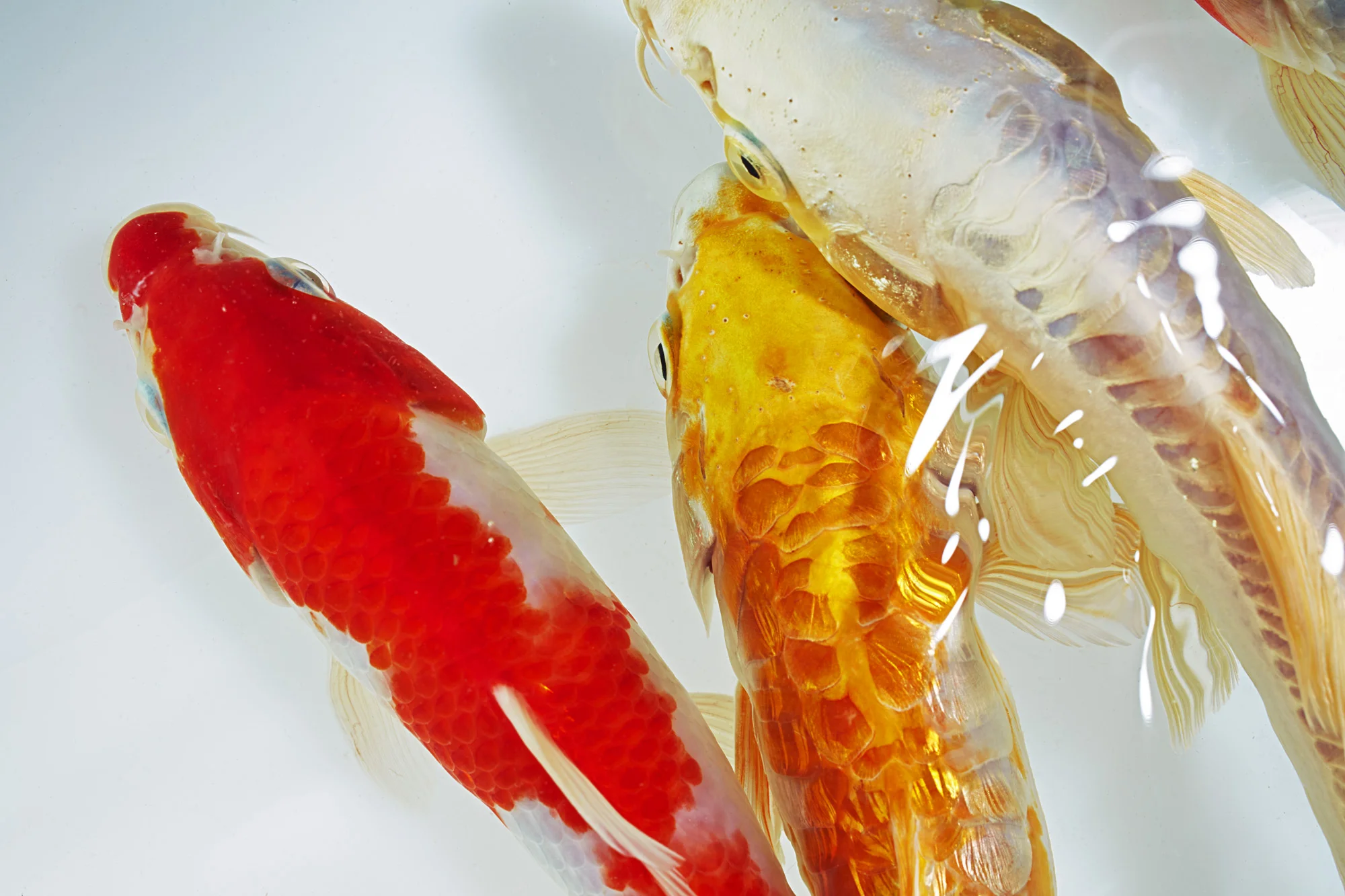 Fish photography
