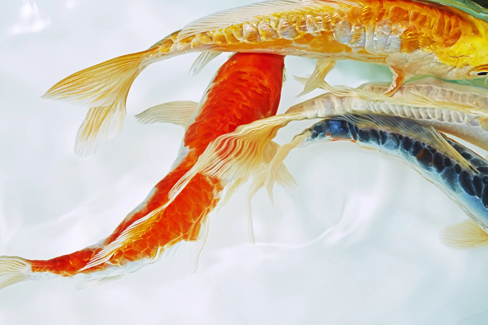 Koi photography project