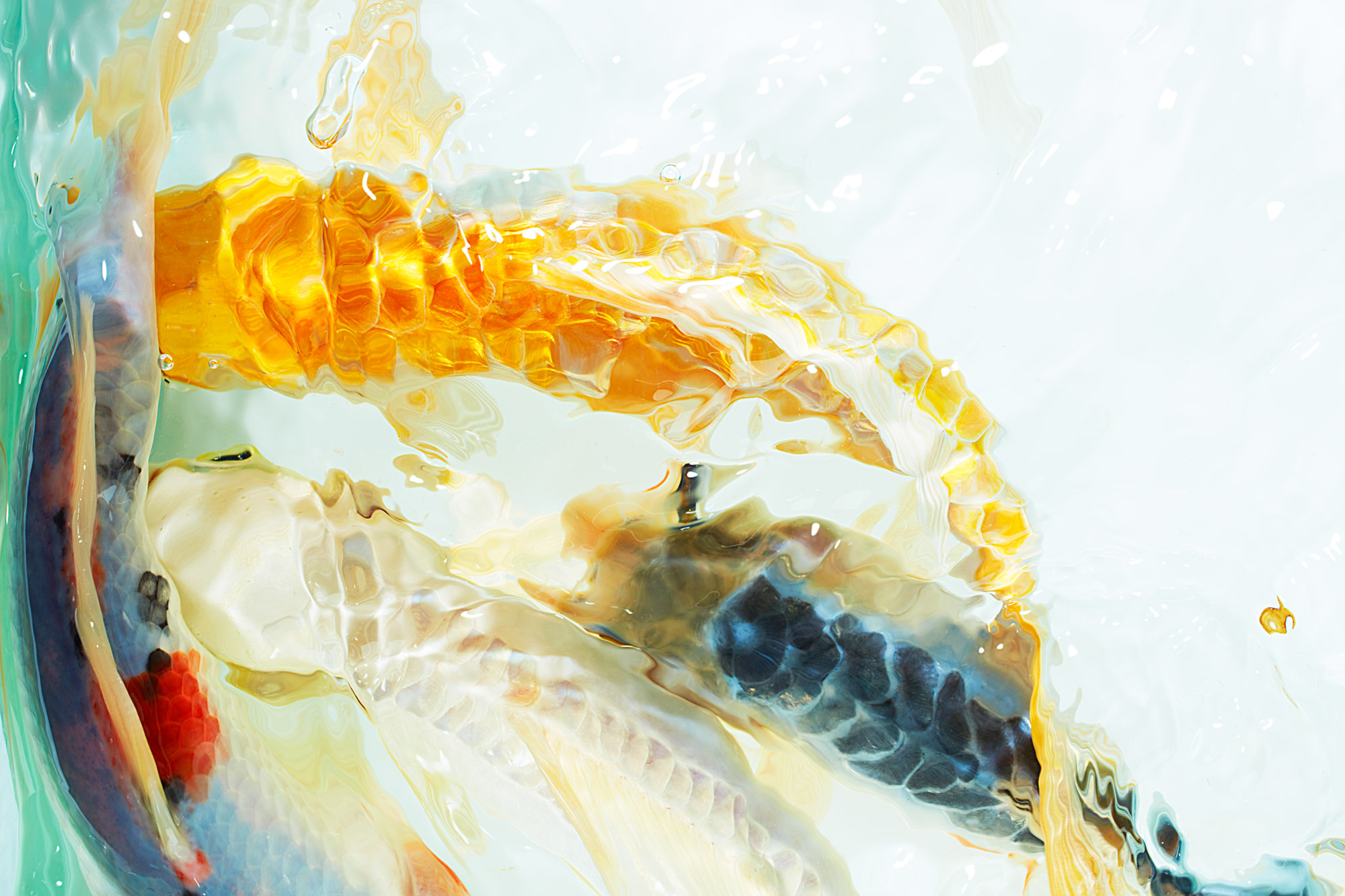 Koi by Steve Hoskins