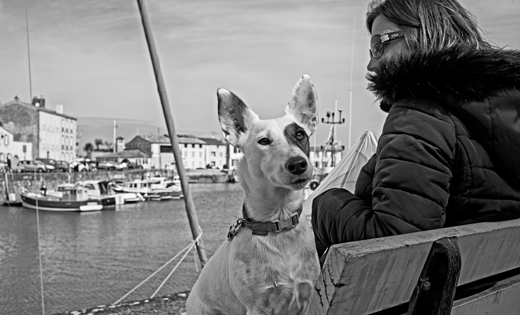 Dog photography