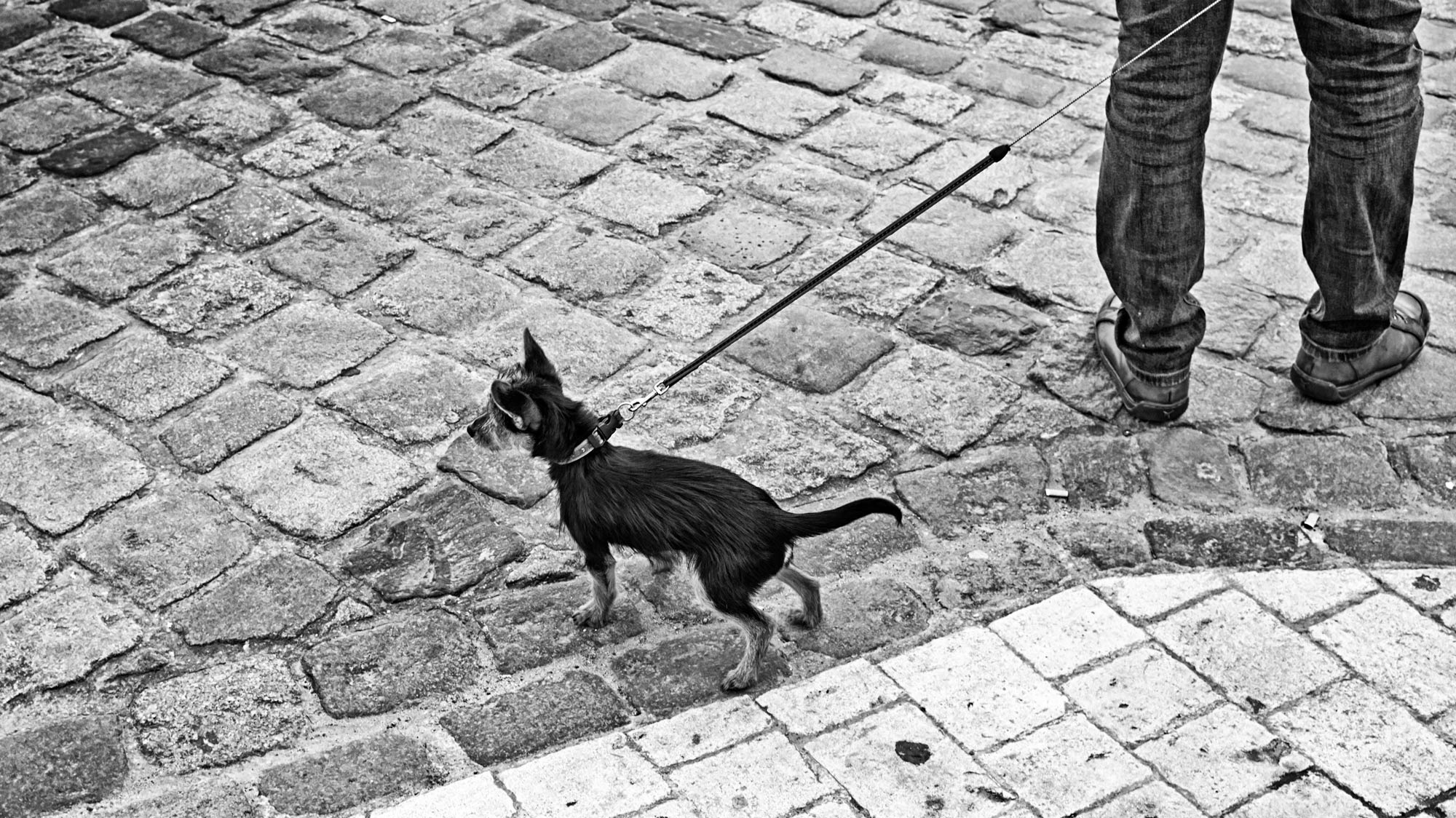 Street dogs photo