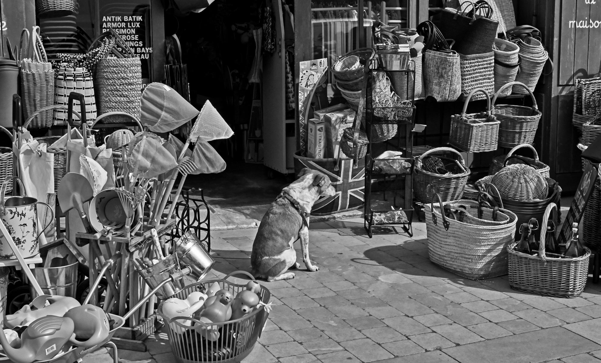 Photo of street dog in market