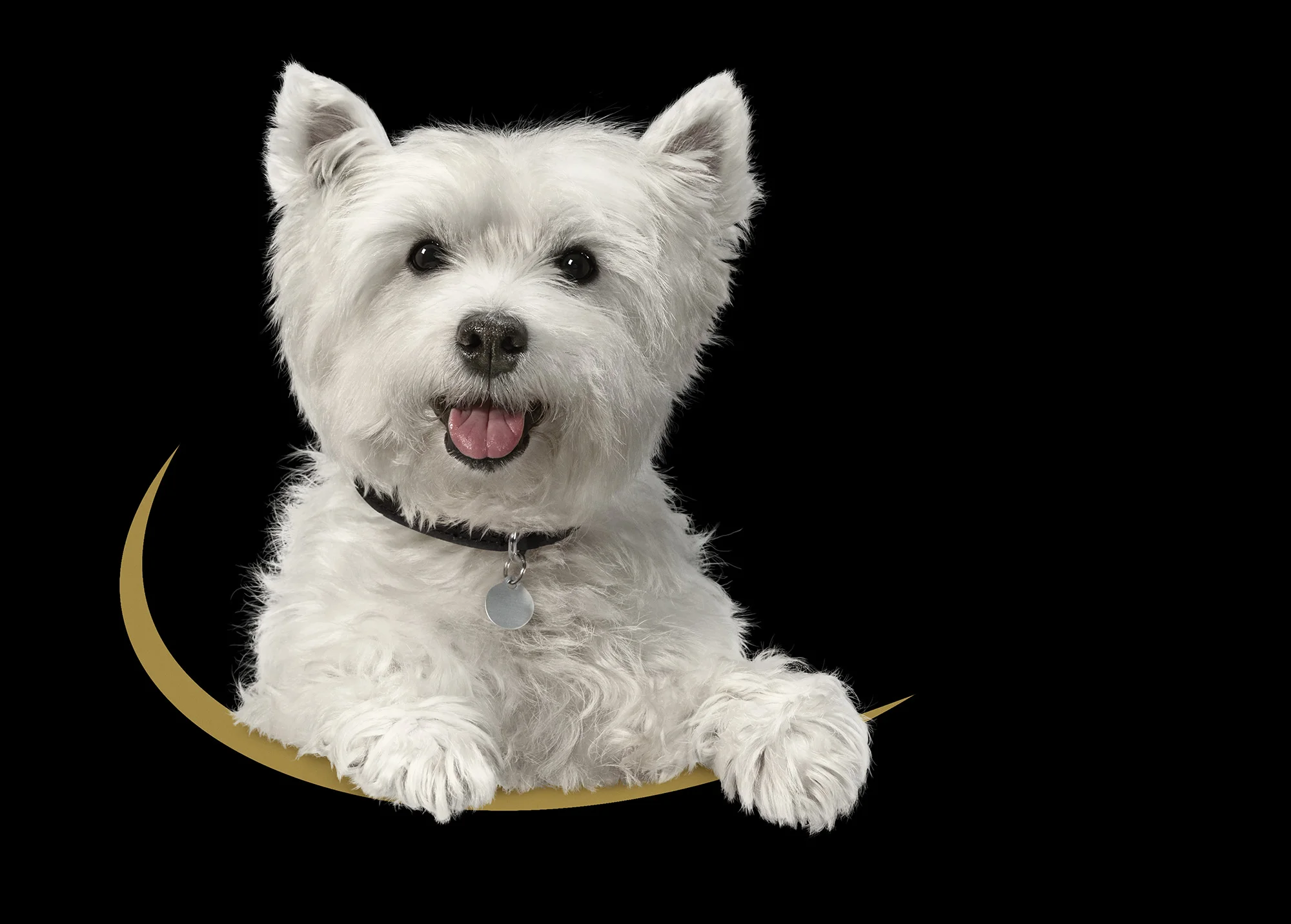 White dog animal photo