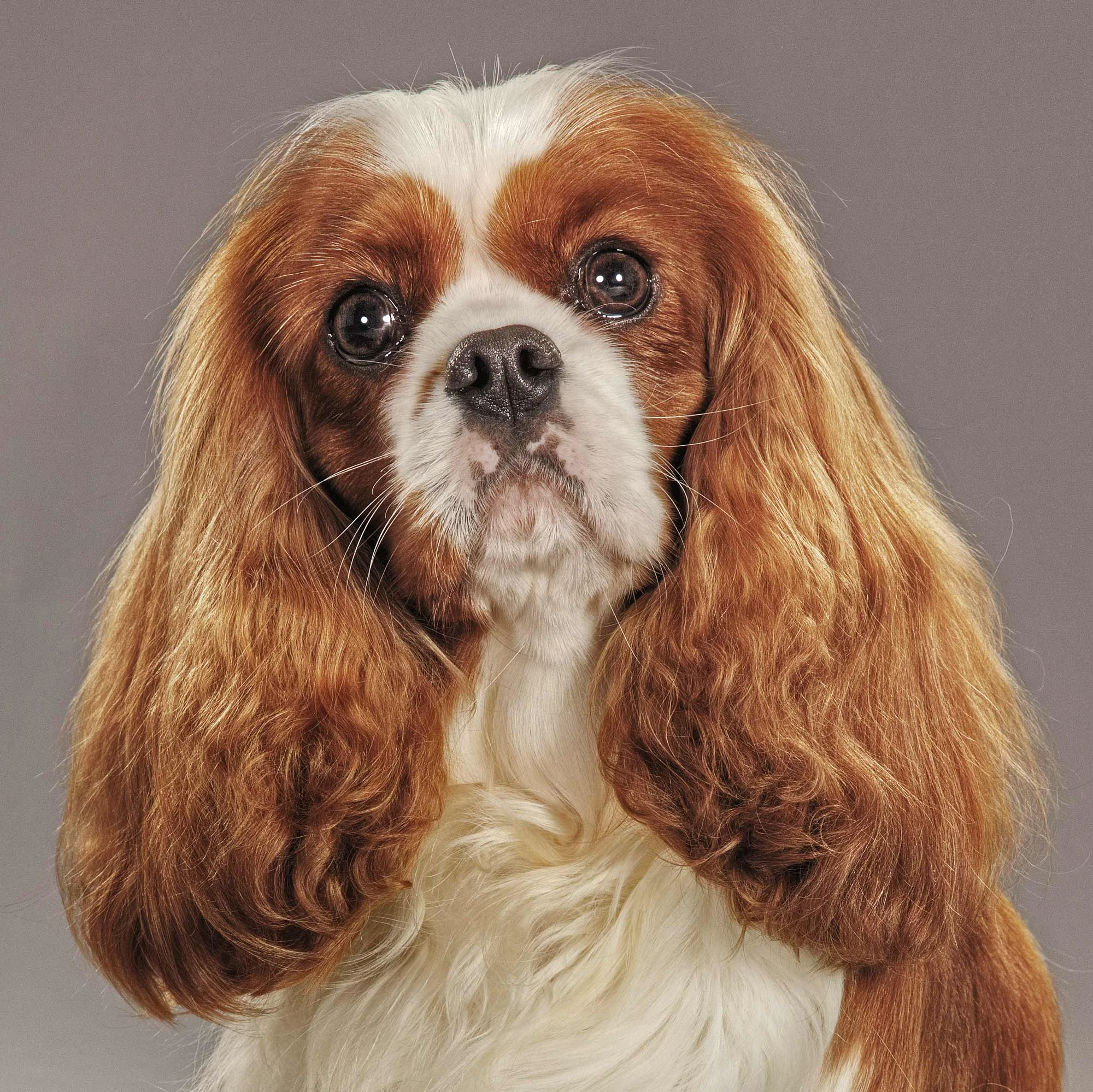 _SH_7661_KING_CHARLES_FLAT.jpg